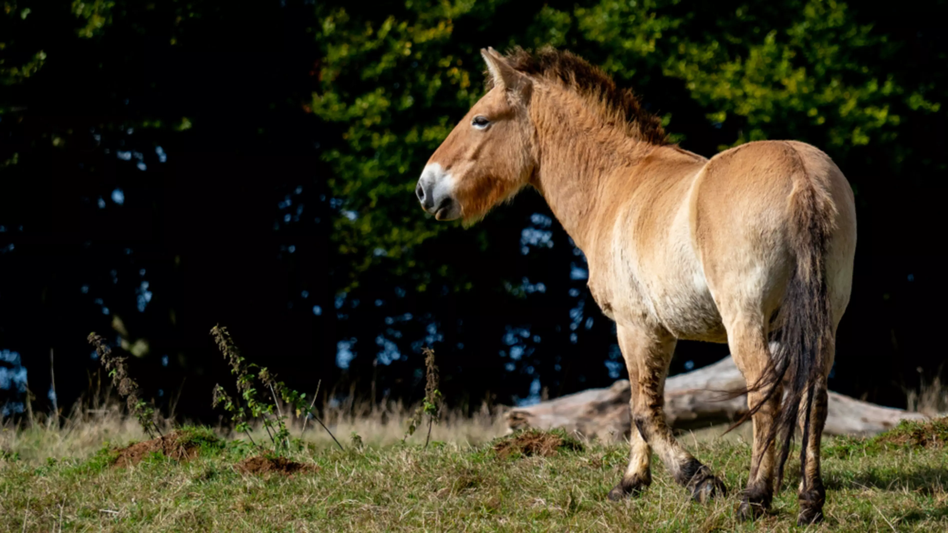 Przewalski's horse walking through field with woodland backfrop at Whipsnade Zoo