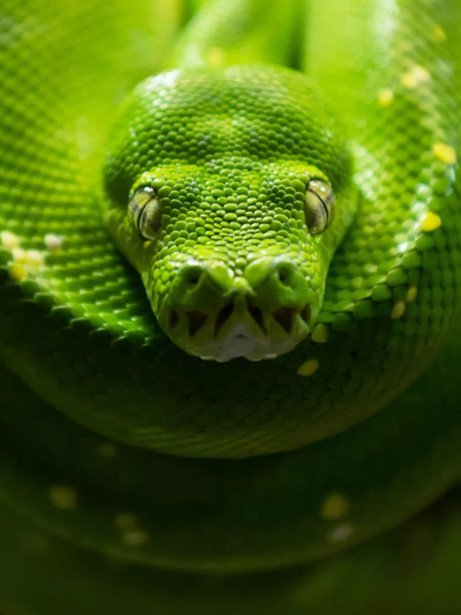 Green tree python which features in our Paludarium