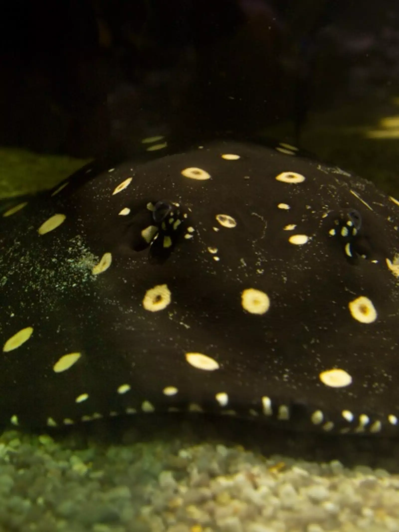 White spotted river stingray at Whipsnade Zoo aquarium