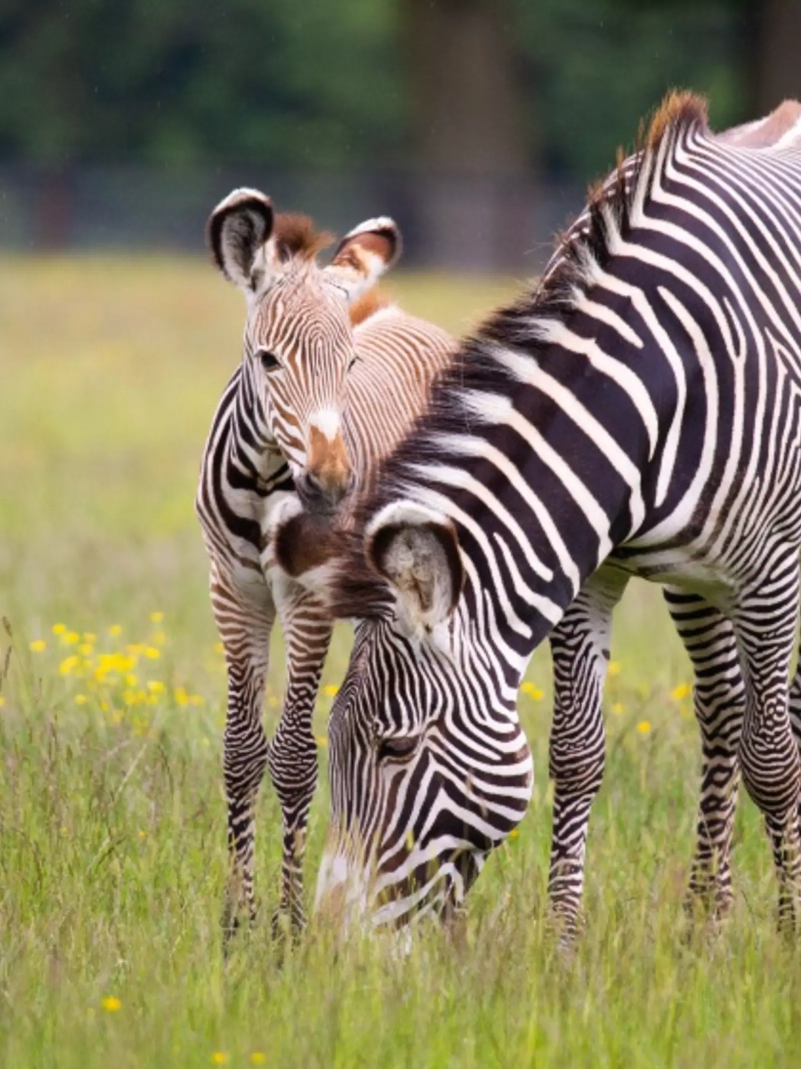 Grevy's Zebra foal with mum at Whipsnade Zoo field
