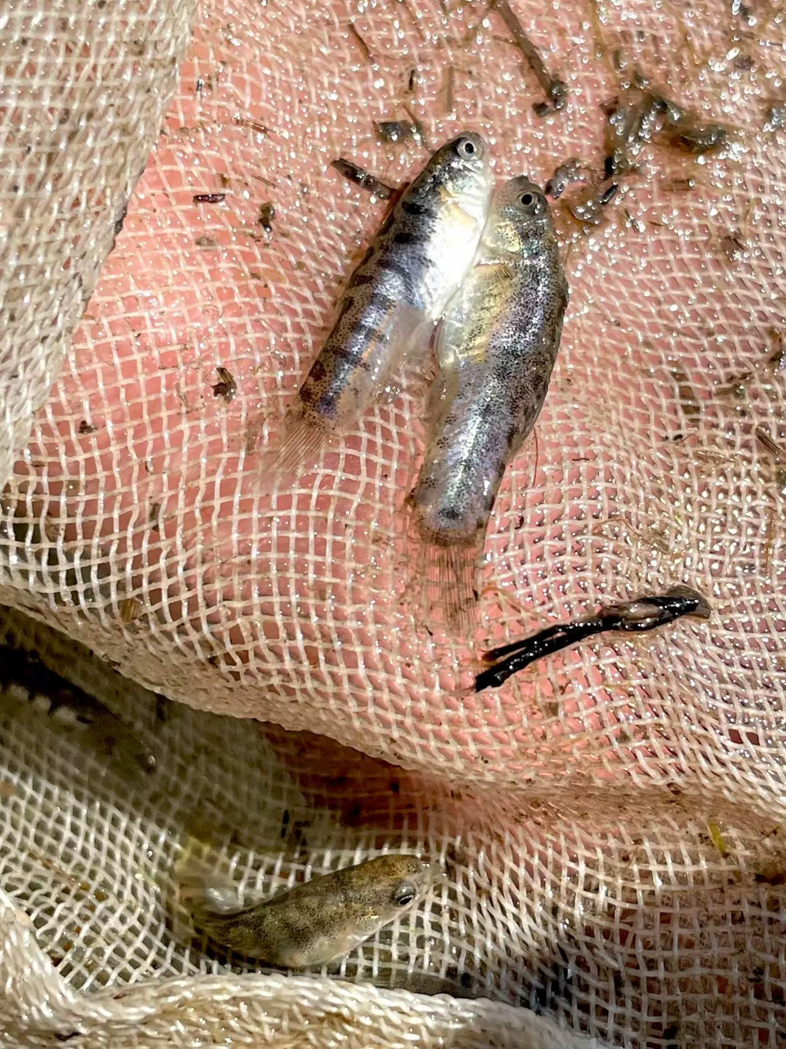 Lake Acıgöl killifish netted, males and females in Turkey by Whipsnade Zoo conservationists. 