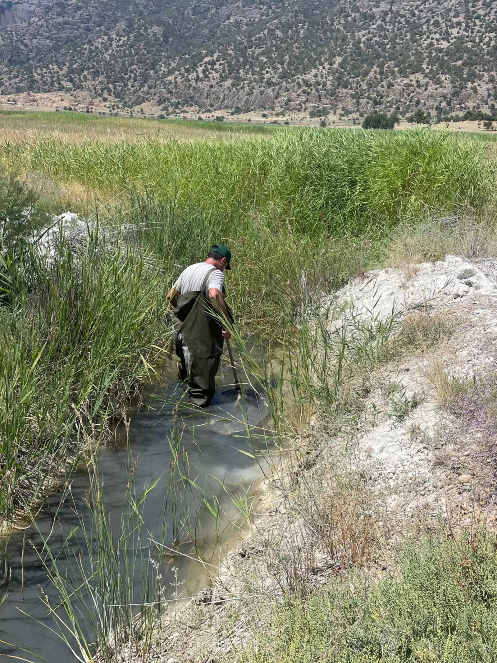 Whipsnade Zoo conservationist wading to find lake acigol killifish in Turkey.