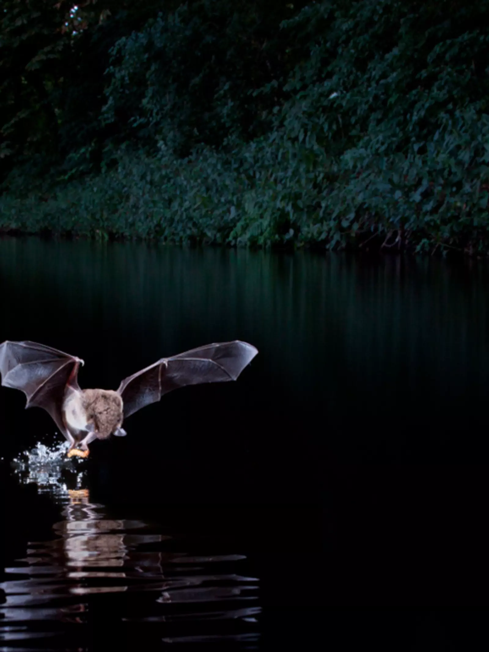 Daubenton's bat skimming water for insects.