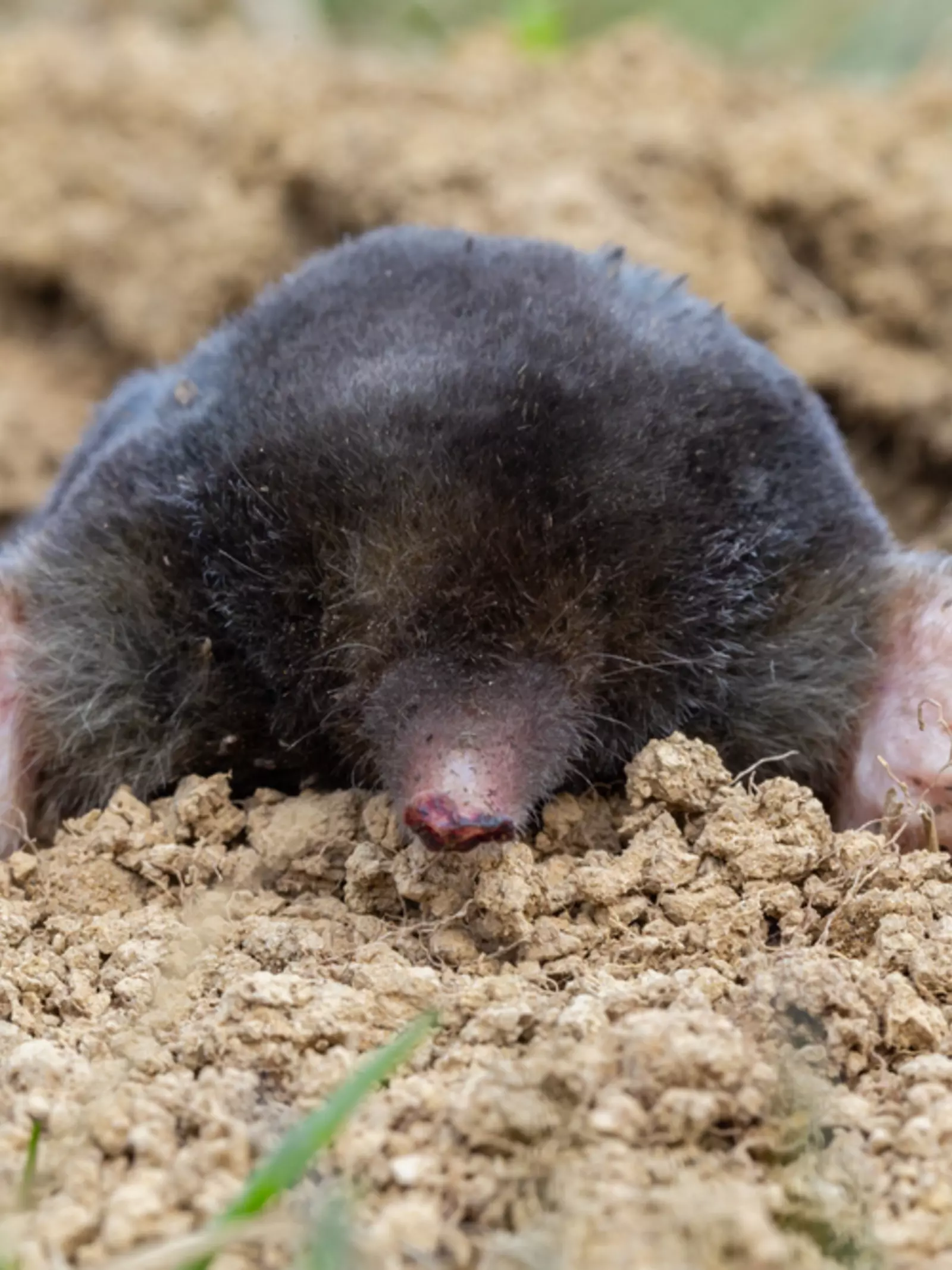 Mole in daylight above ground