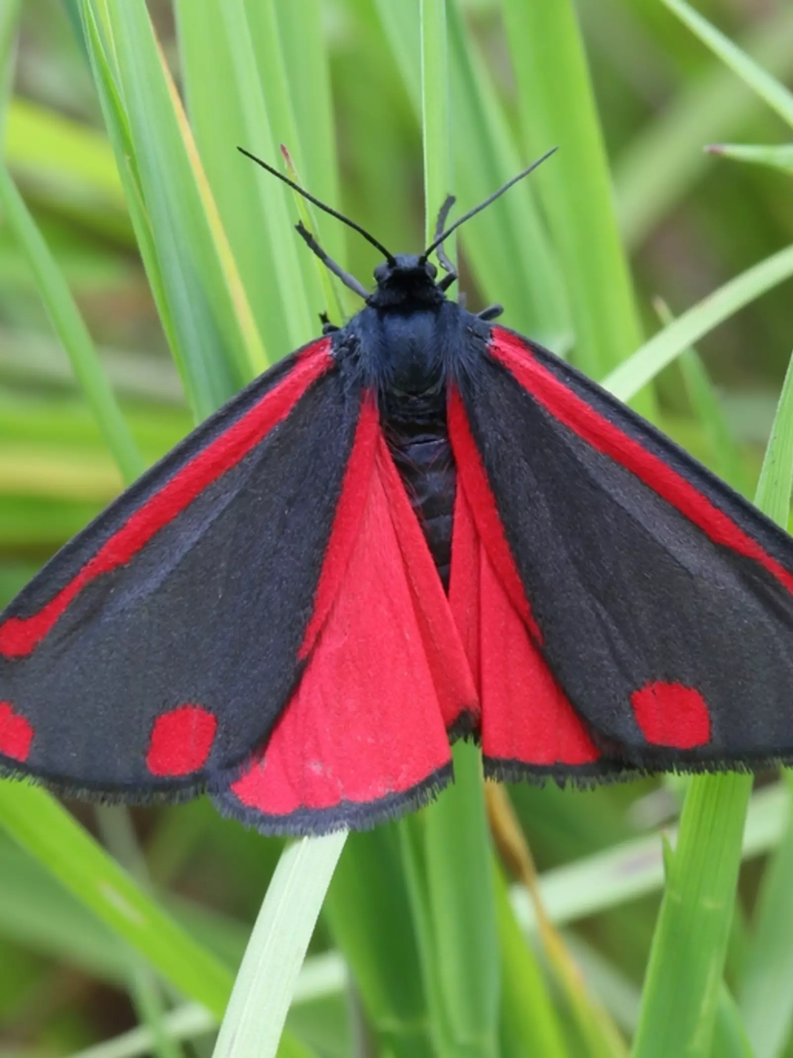 Cinnabar moth, native wildlife found at Whipsnade Zoo