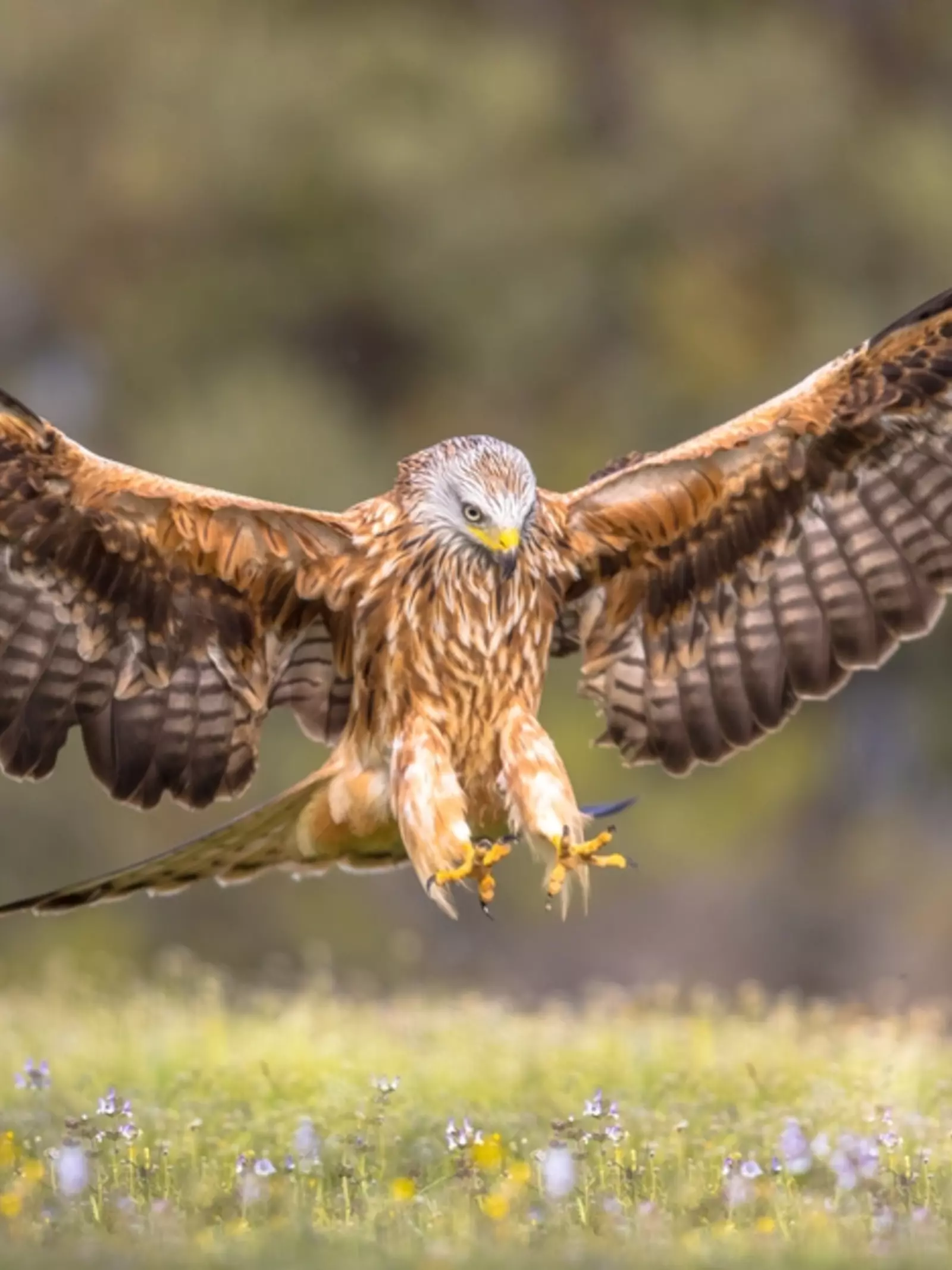 Red kite landing with wings spread