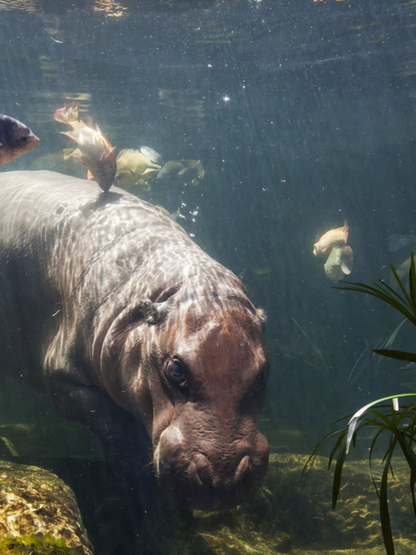 Pygmy hippo underwater