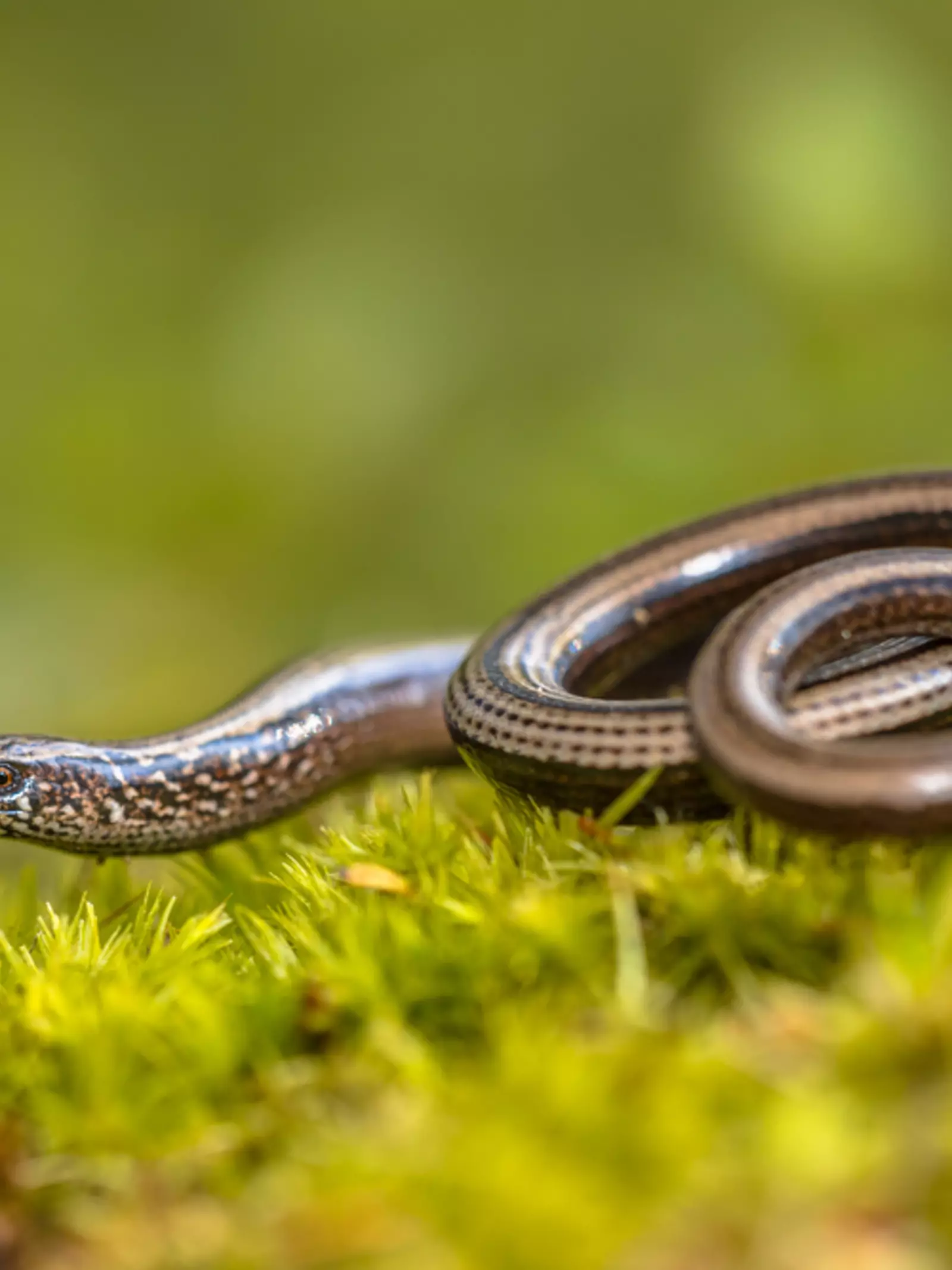 Slow worm on moss