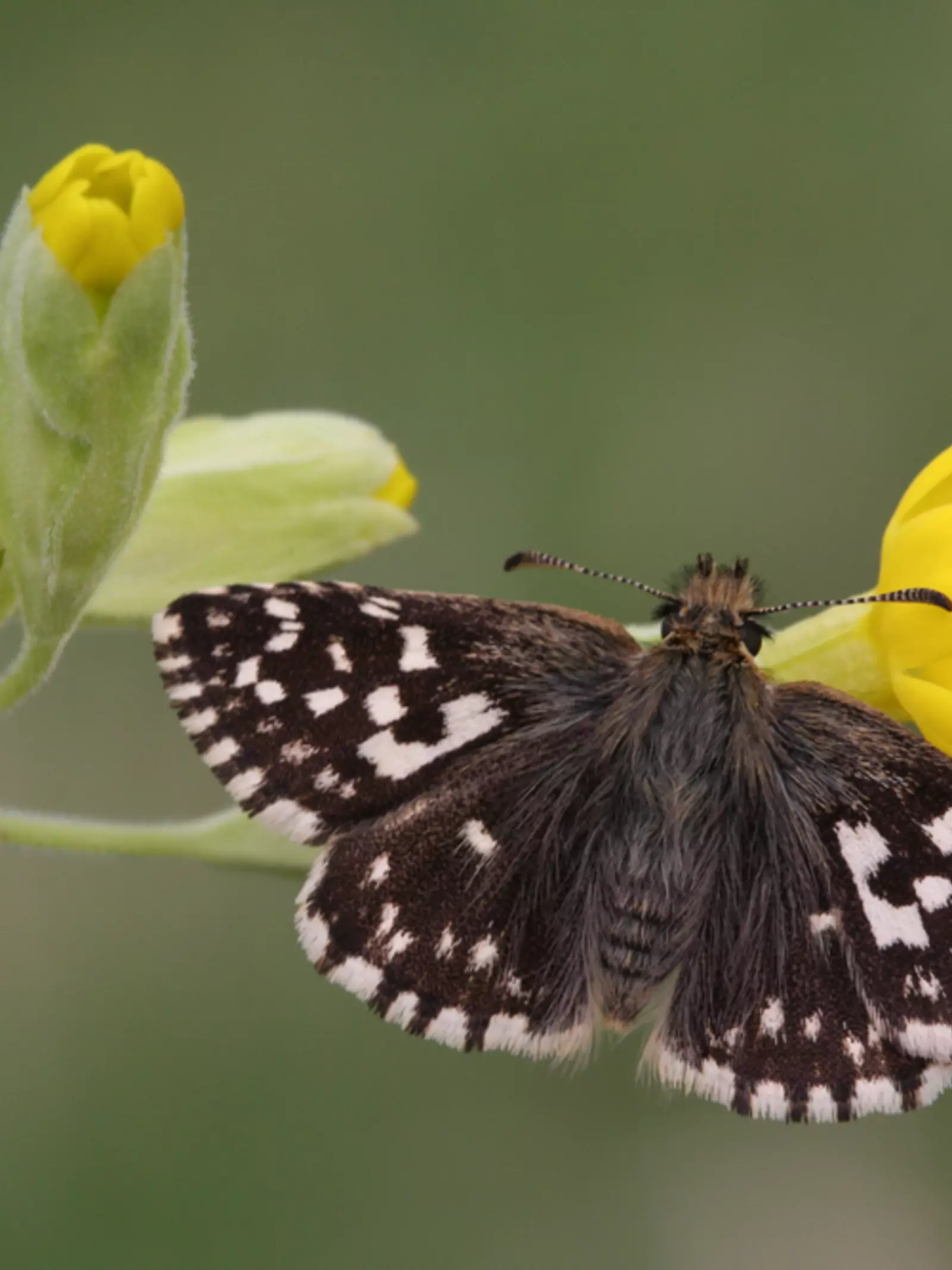Grizzled skipper butterfly on a flower