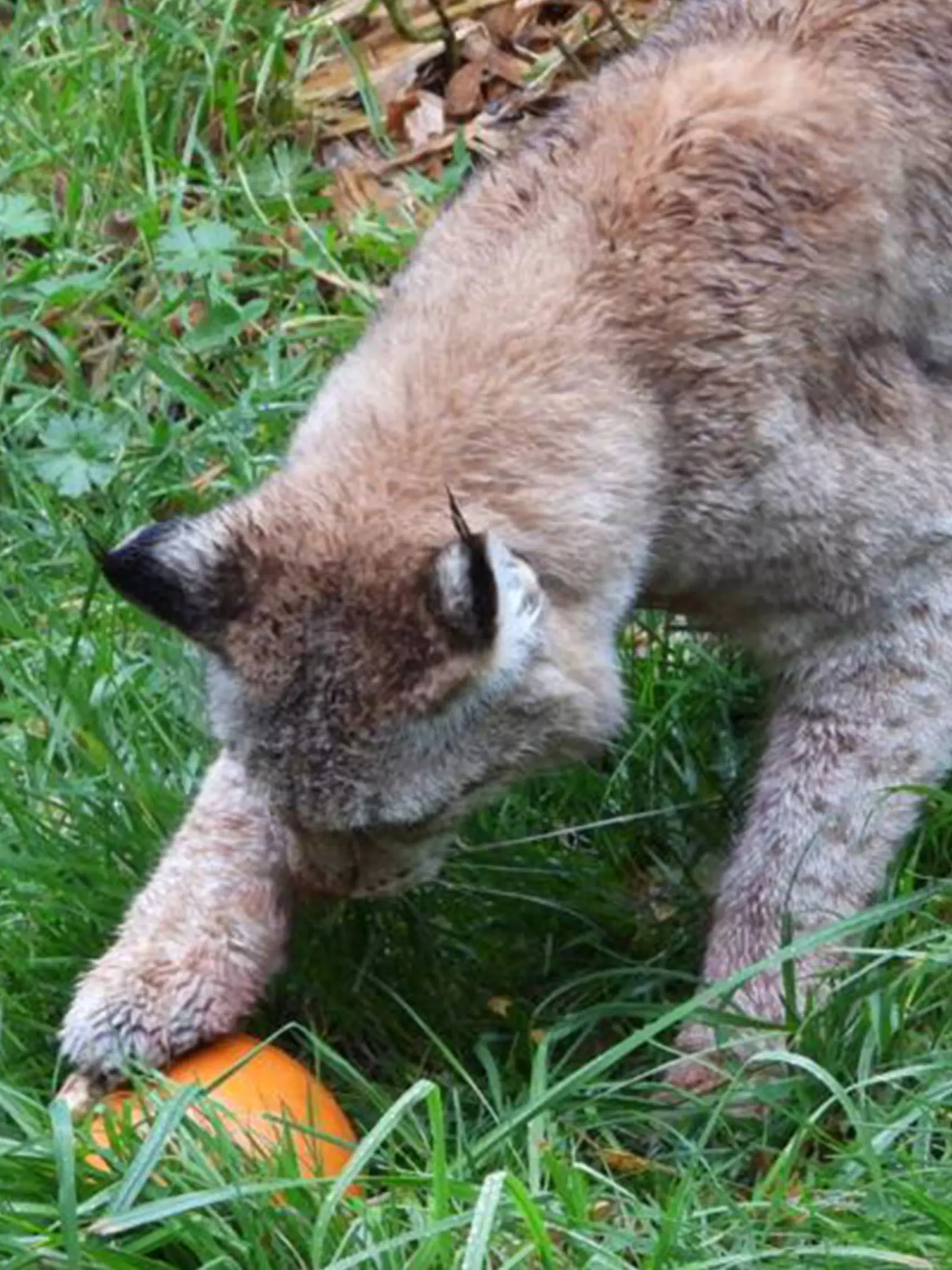 A lynx paws a pumpkin at Whipsnade Zoo