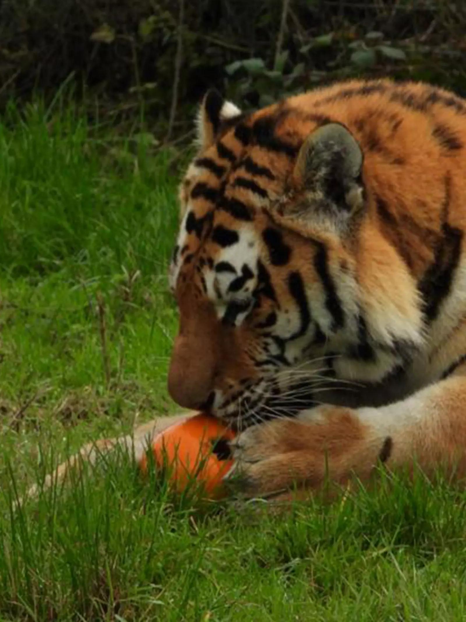 Amur tiger with paws on pumpkin