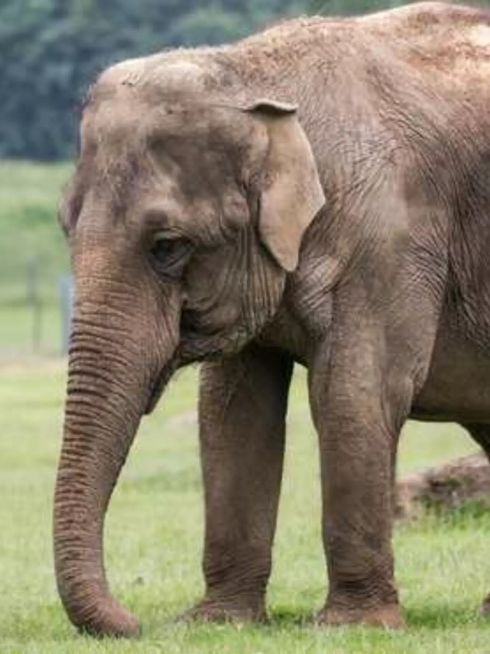 Asian elephant at ZSL Whipsnade Zoo