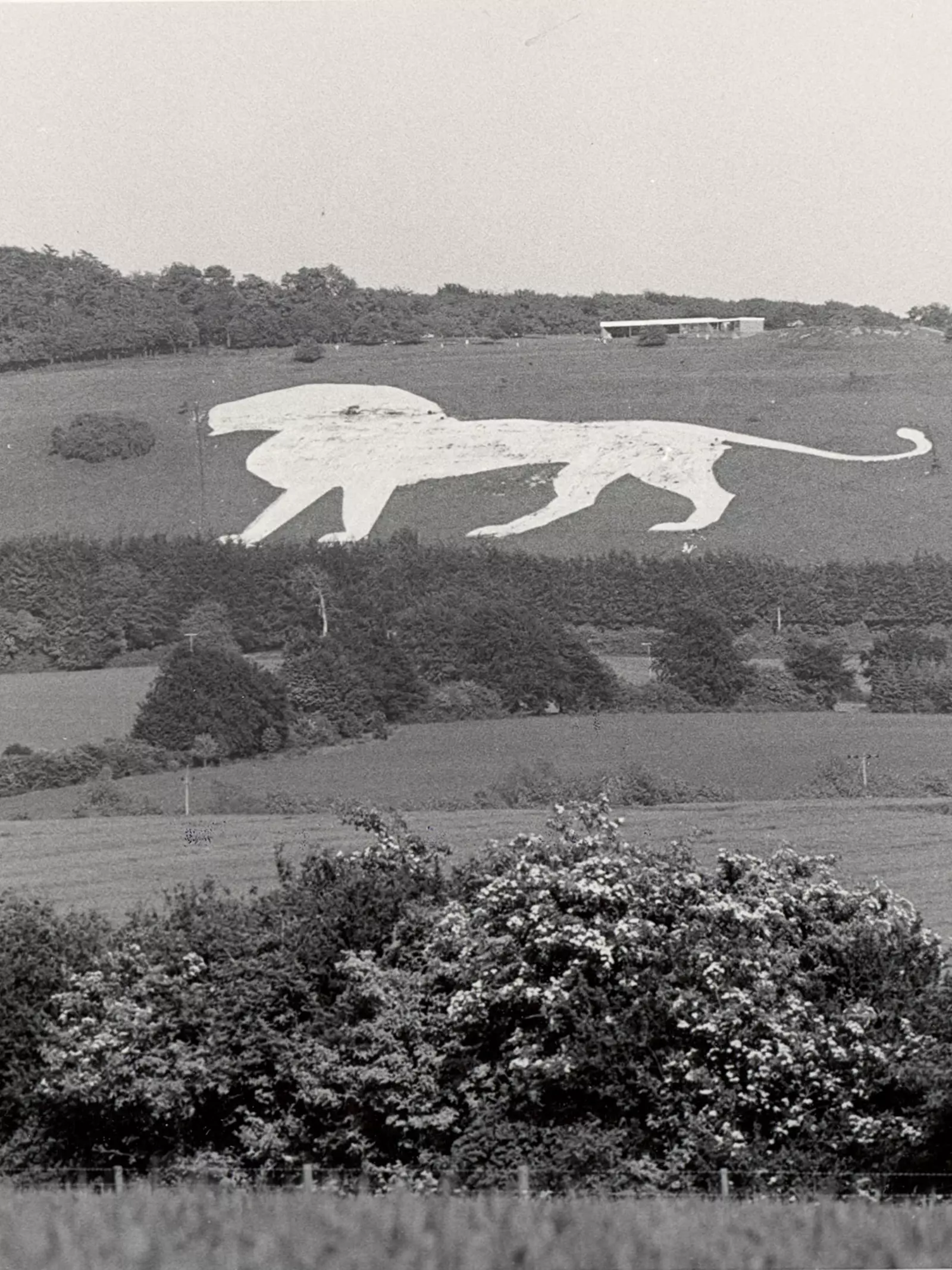 Whipsnade chalk white lion