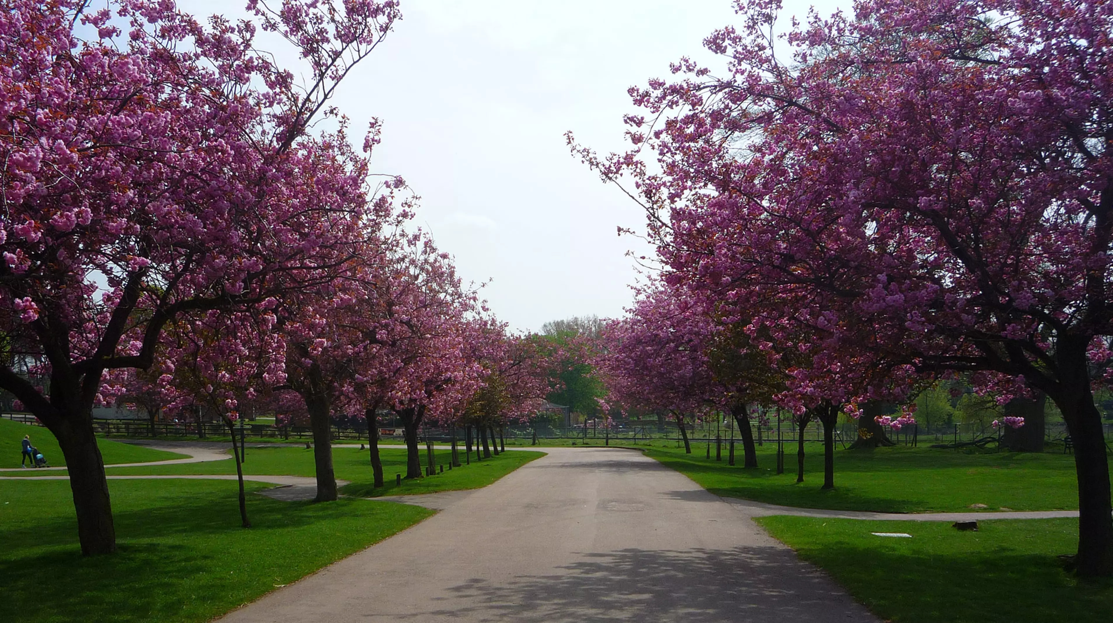 Cherry blossom path