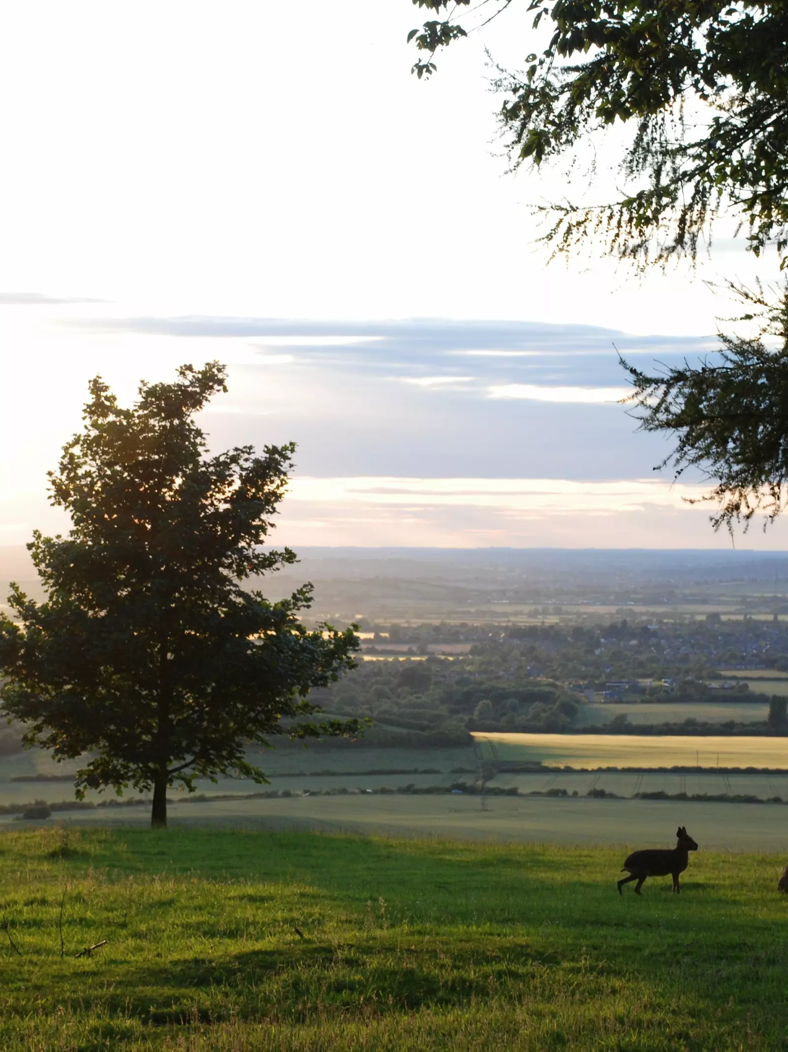 View from Whipsnade Zoo