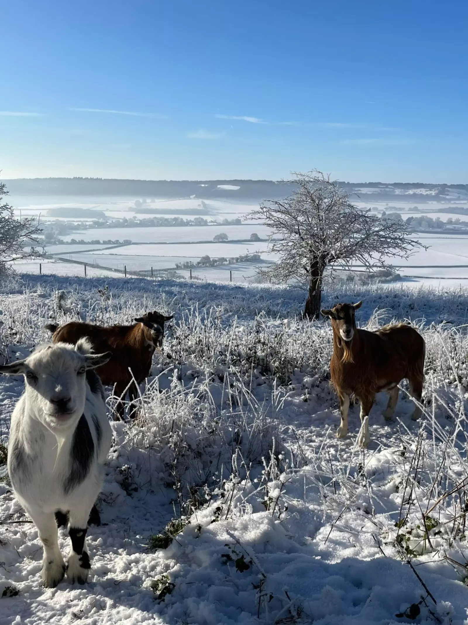 Goats in the snow at Whipsnade Zoo