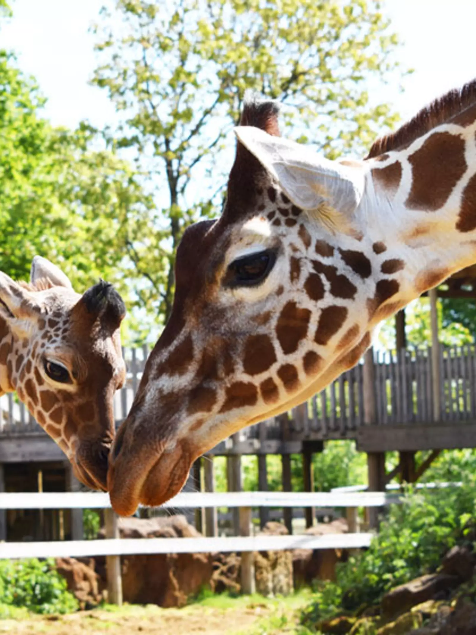 Giraffes at Whipsnade Zoo, in front of giraffe viewing platform.