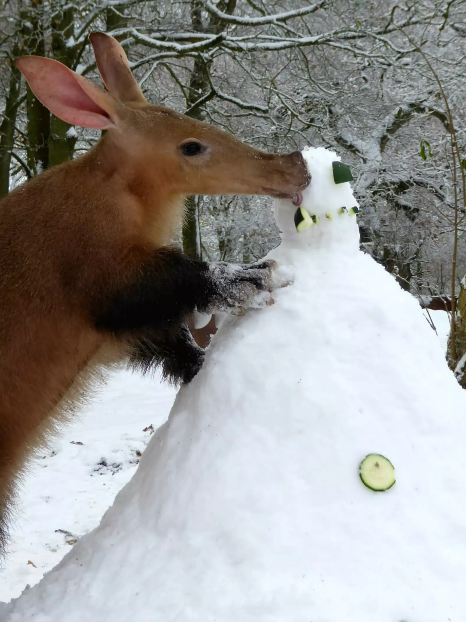An aardvark explores a snowman at Whipsnade Zoo