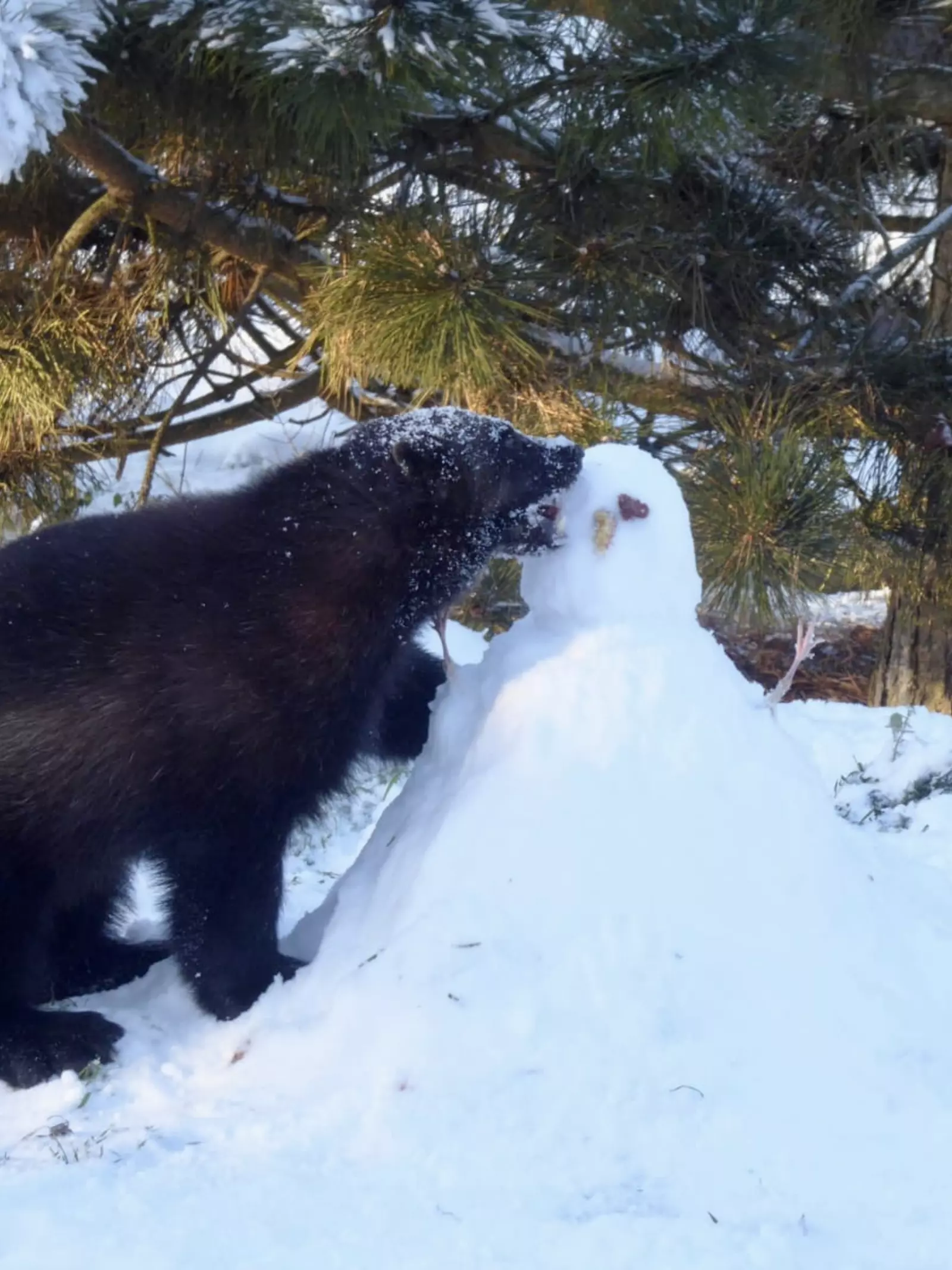 A wolverine explores a snowman at Whipsnade Zoo
