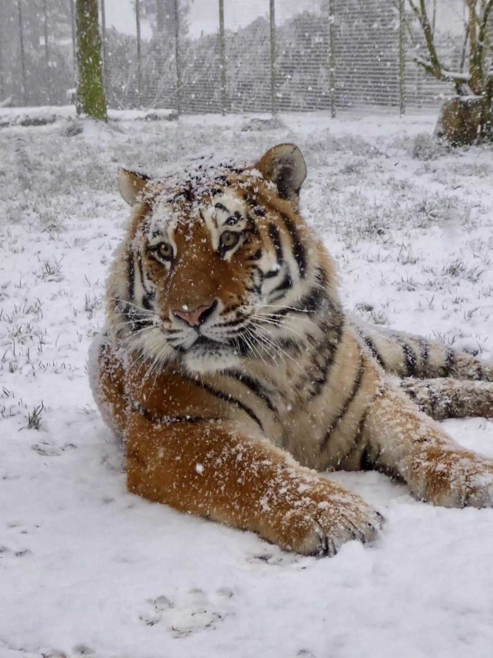 An Amur tiger in the snow at Whipsnade Zoo