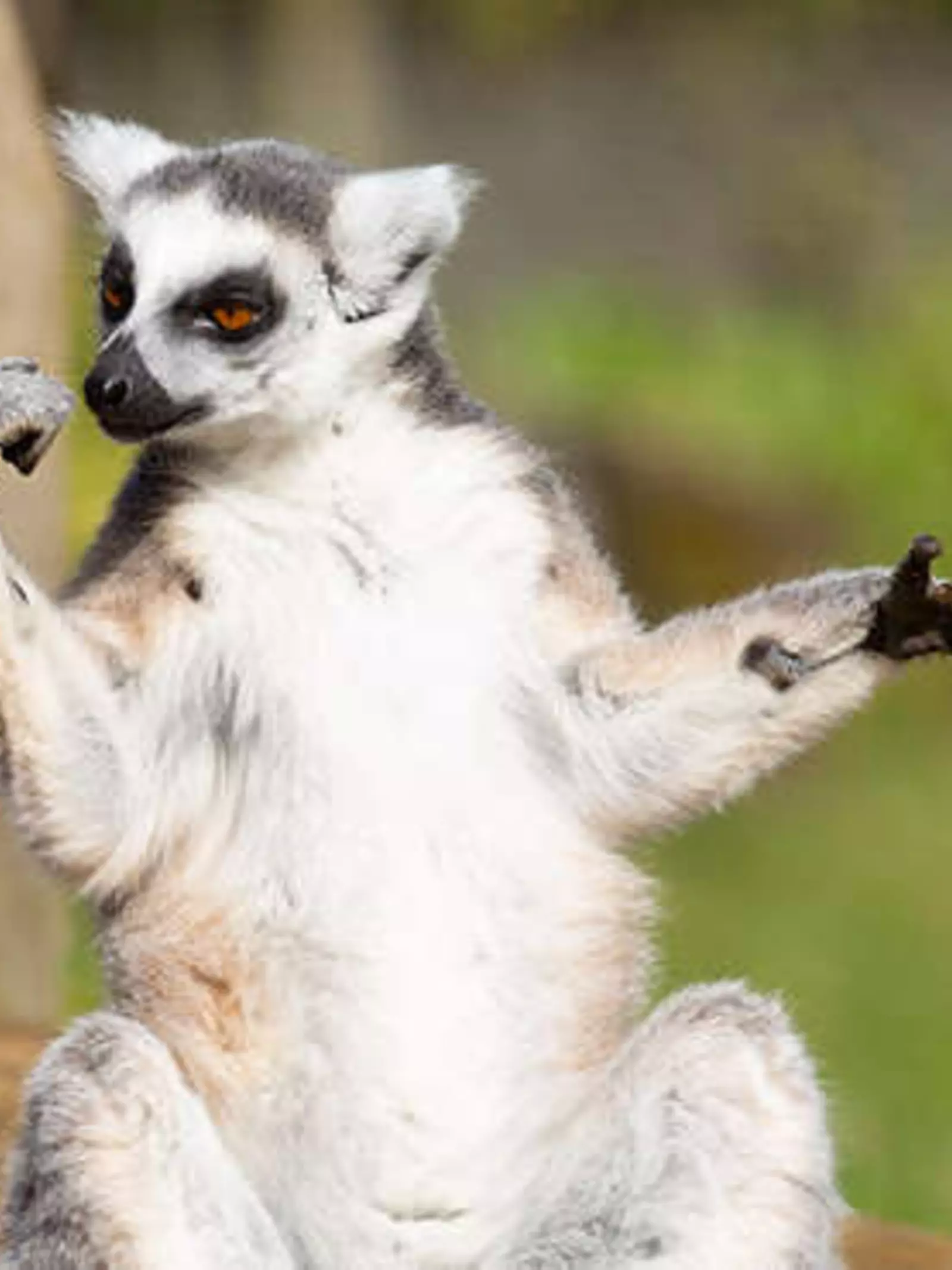 Ring-tailed lemur