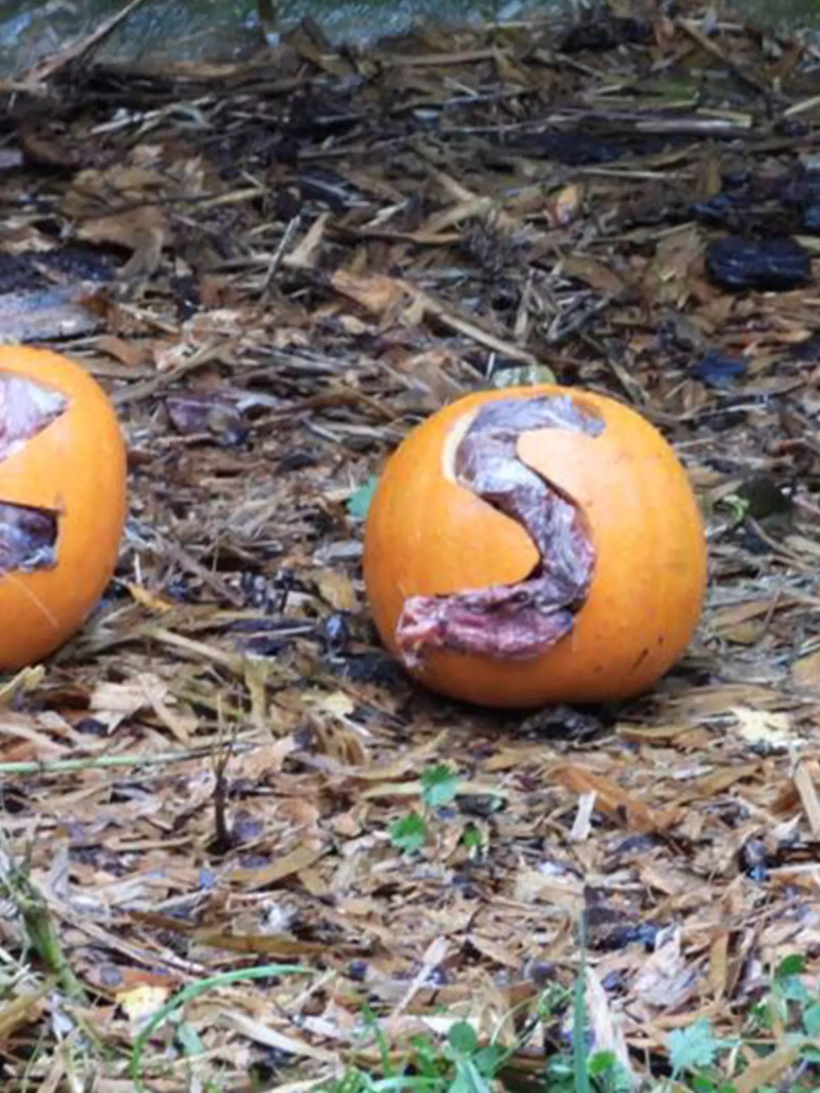 Three pumpkins carved by Zookeepers filled with treats for our animals at Whipsnade Zoo