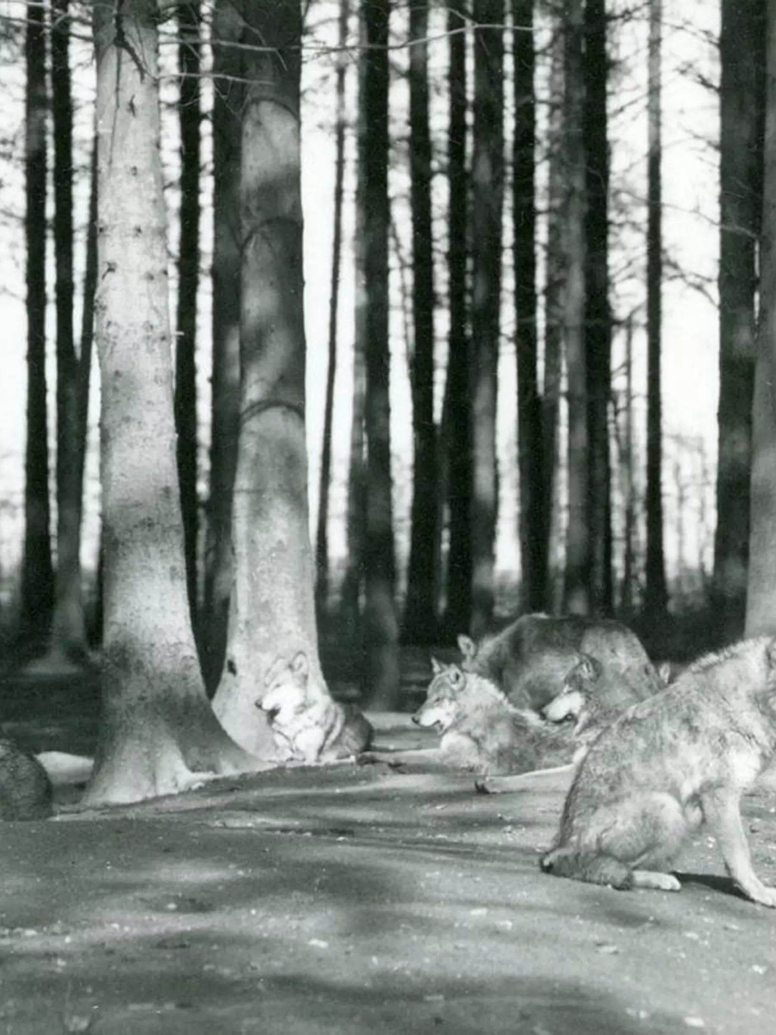A pack of hybrid wolves, Common x Timber, resting on the bare earth beneath the trees of a coniferous copse at Whipsnade in April 1934.