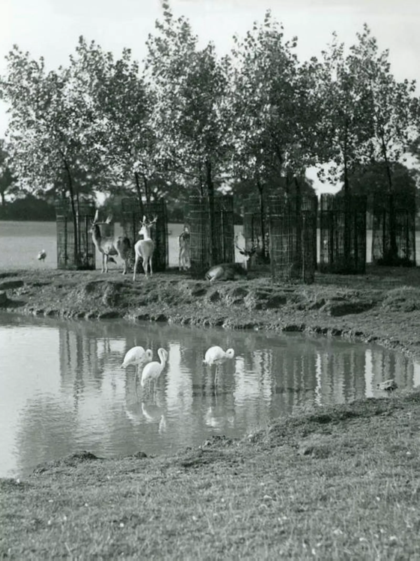 Greater flamingo, Fallow Deer and a Canada Goose at a pond at Whipsnade in September 1934. The Deer are sheltering under small trees which have tree guards around their trunks.
