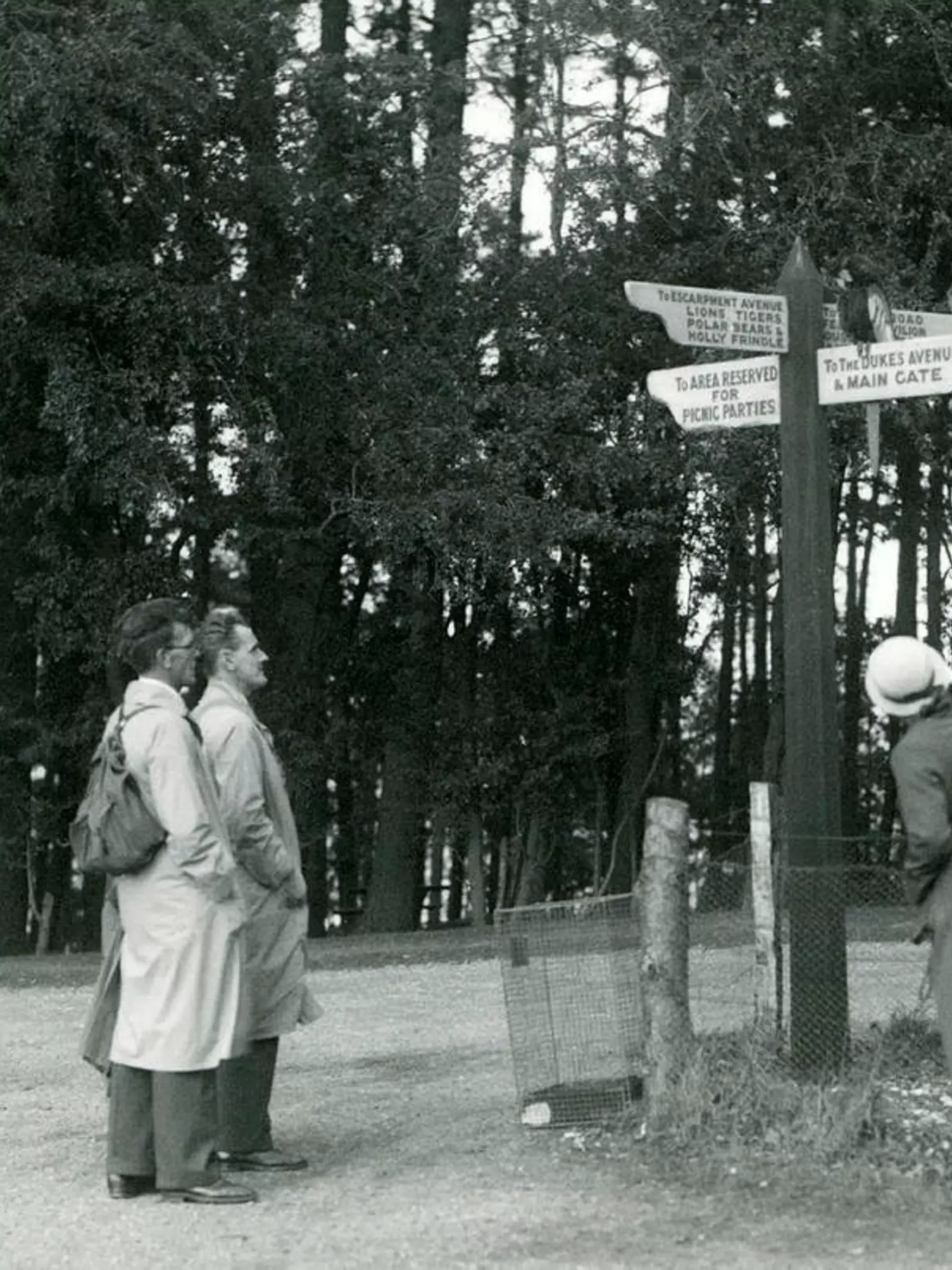 Whipsnade visitors looking up at Macaws resting on the lower Duke's Avenue signpost in October 1934. 