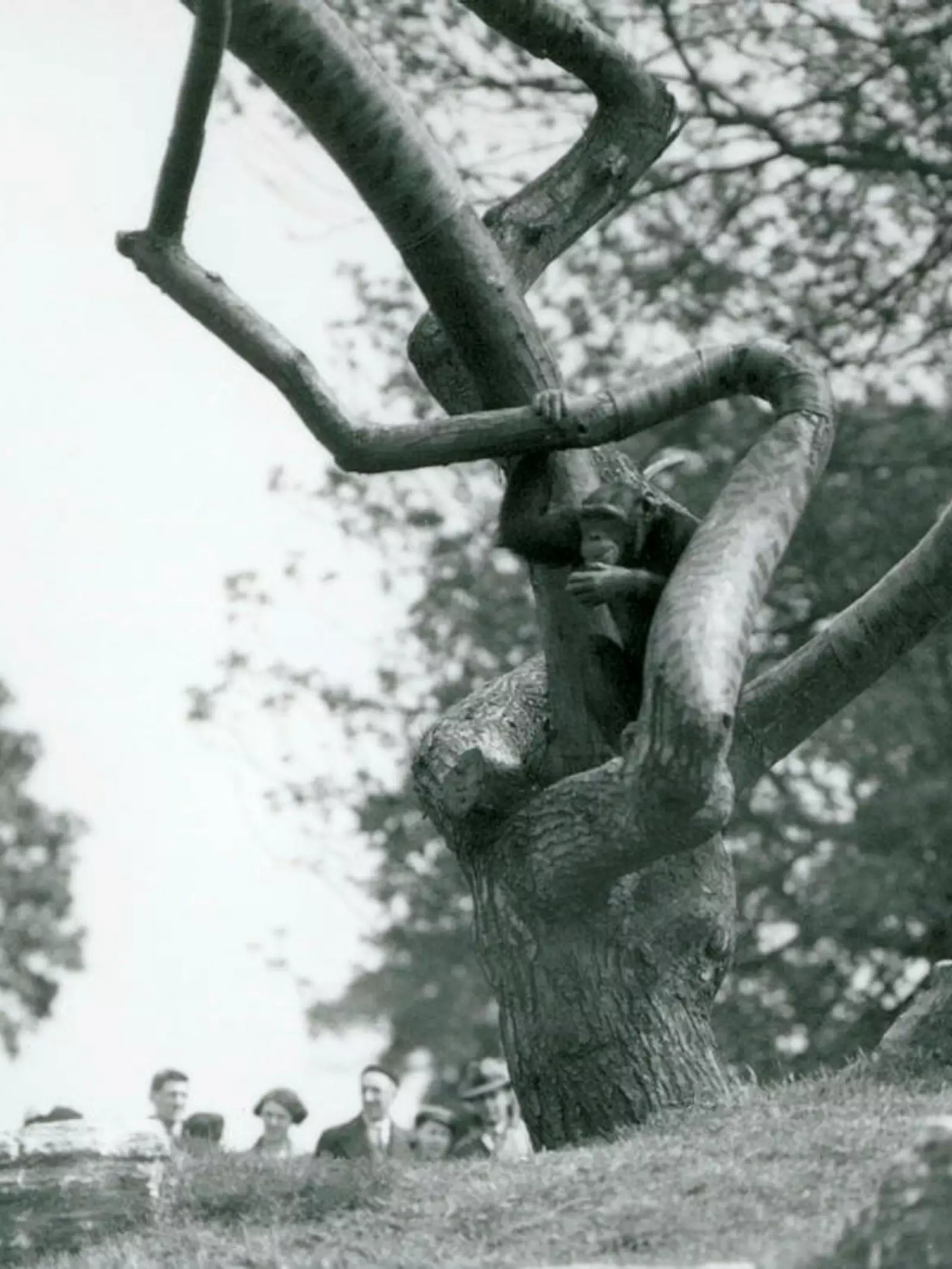 A Chimpanzee sitting in a tree branch, on a grassy knoll with rocks, at Whipsnade in 1936. There is a small crowd of visitors watching from beyond the barrier.