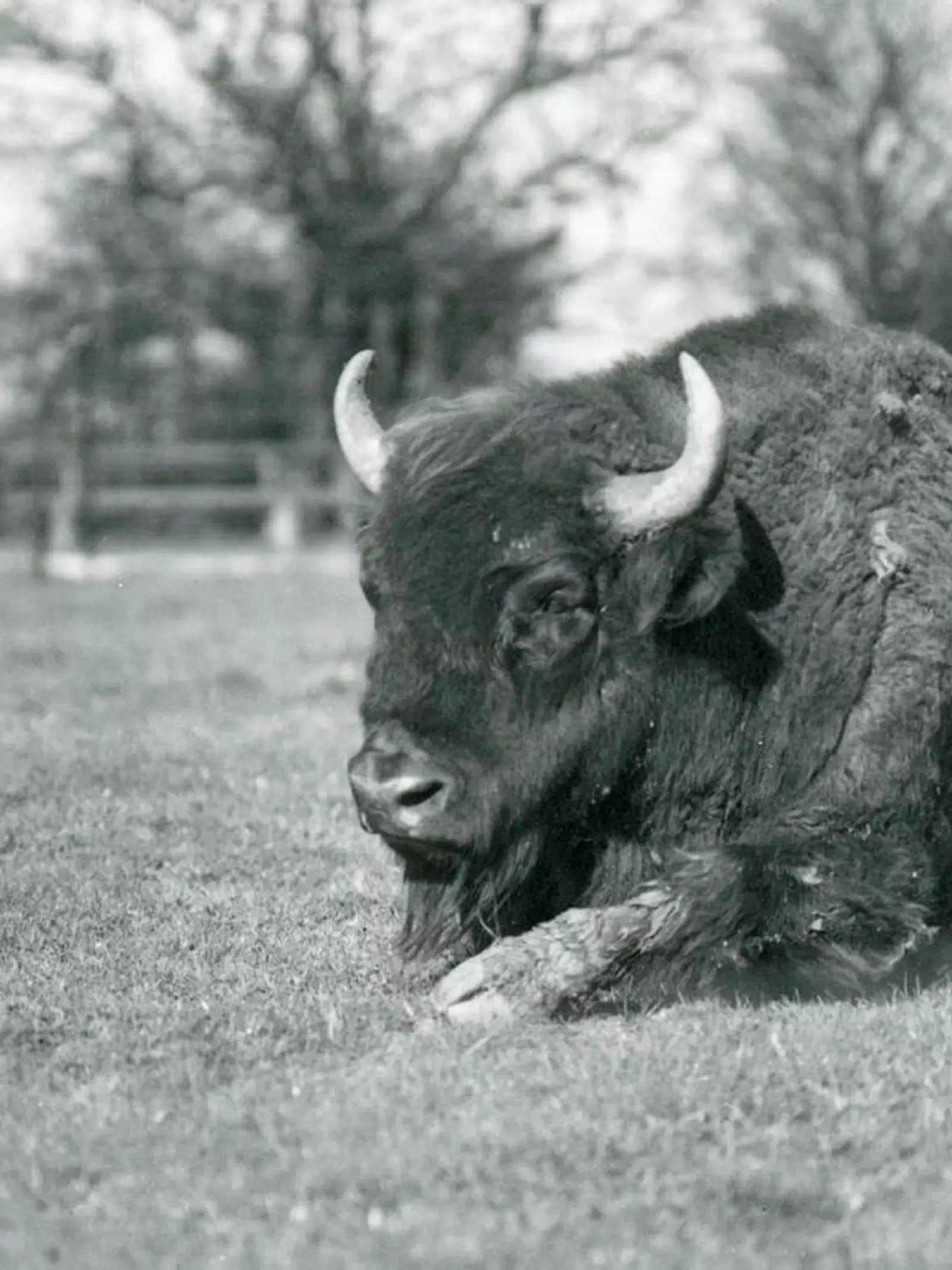 Bison bull in 1937 at Whipsnade Zoo