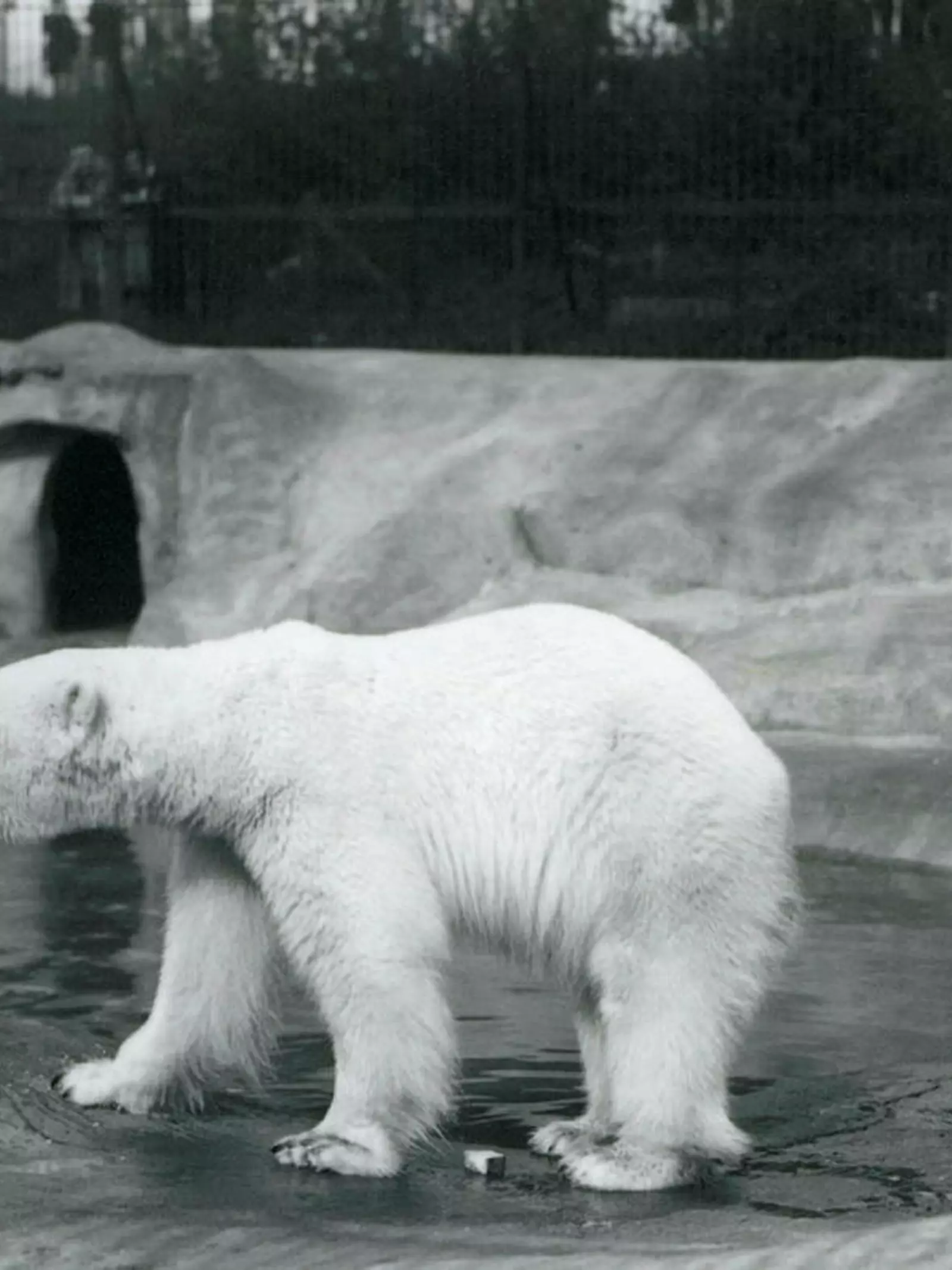A Polar Bear at the edge of its pool in Whipsnade in 1937. Some visitors are watching from above, behind the barrier fence.