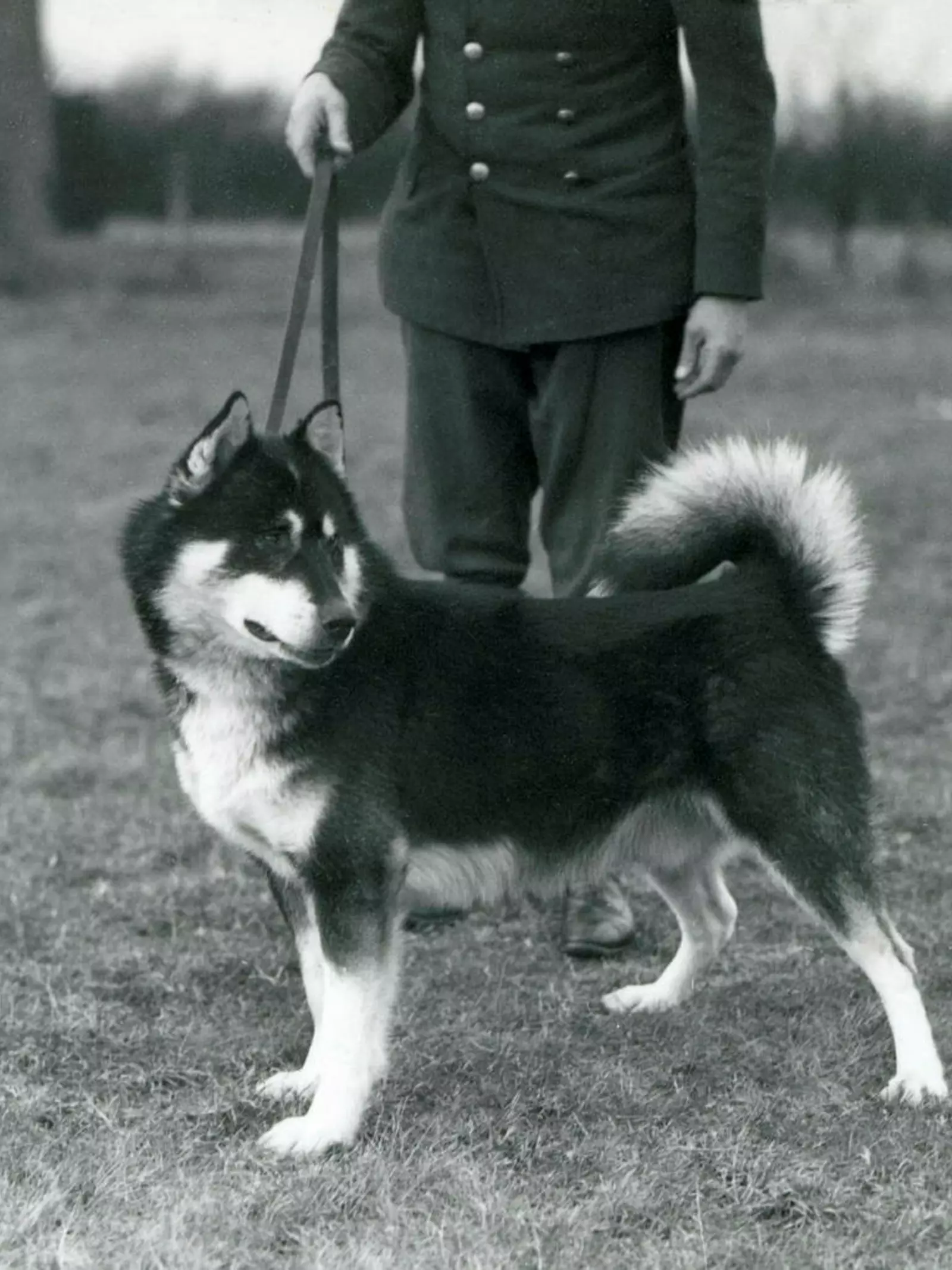 A Husky Dog held on a leash by a keeper at Whipsnade in February 1939.