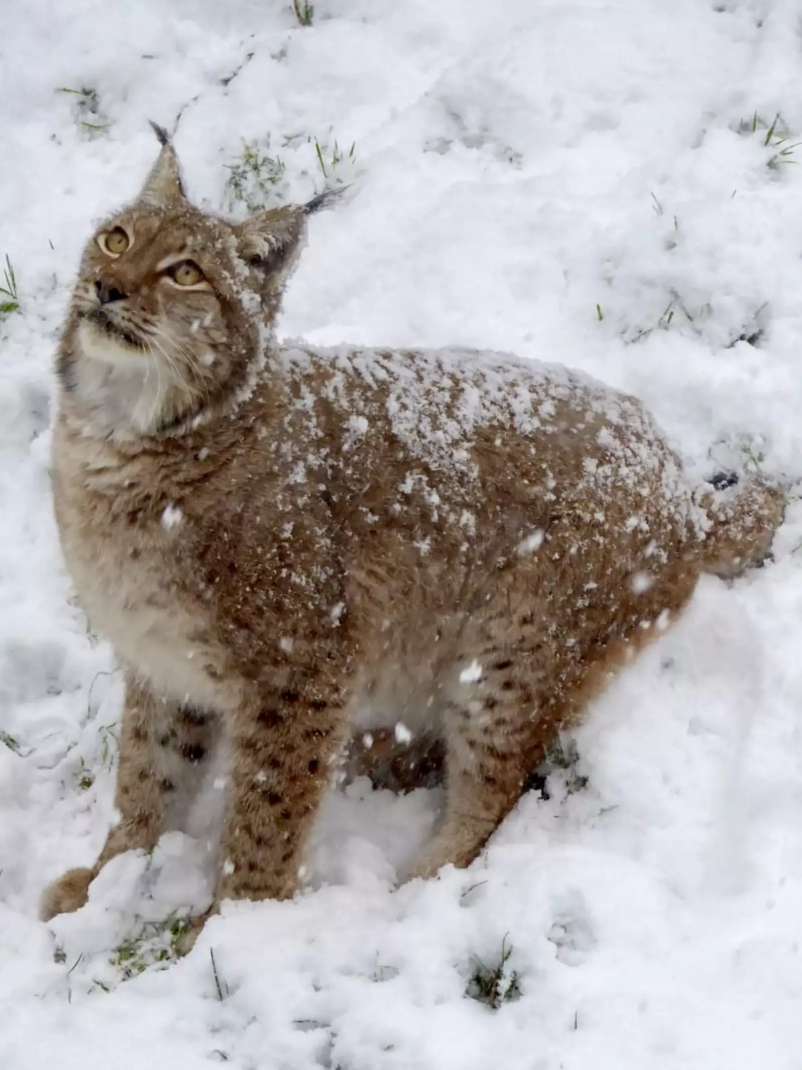 A lynx in the snow at Whipsnade Zoo