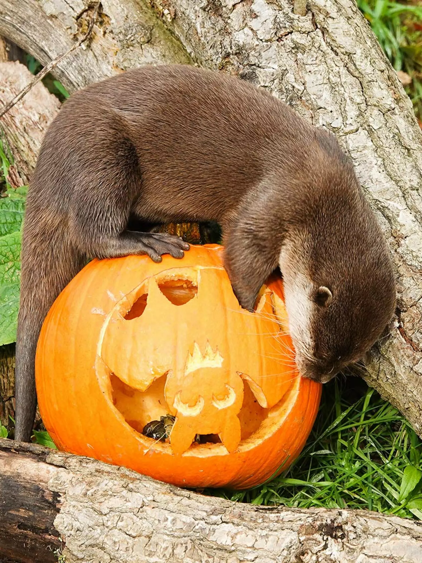 Otter explores a Halloween pumpkin at Whipsnade Zoo