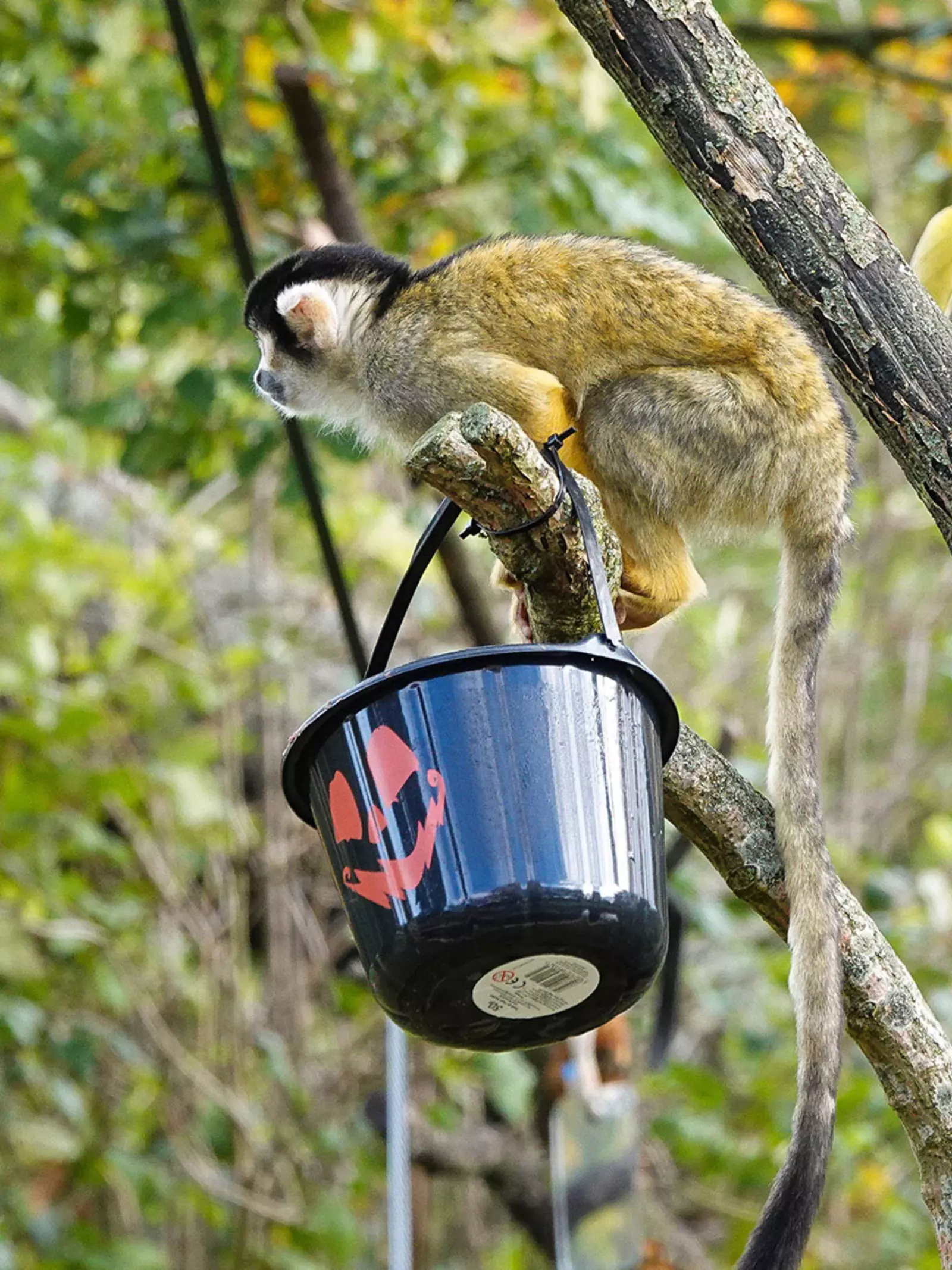 Squirrel monkey with a bucket of Halloween treats