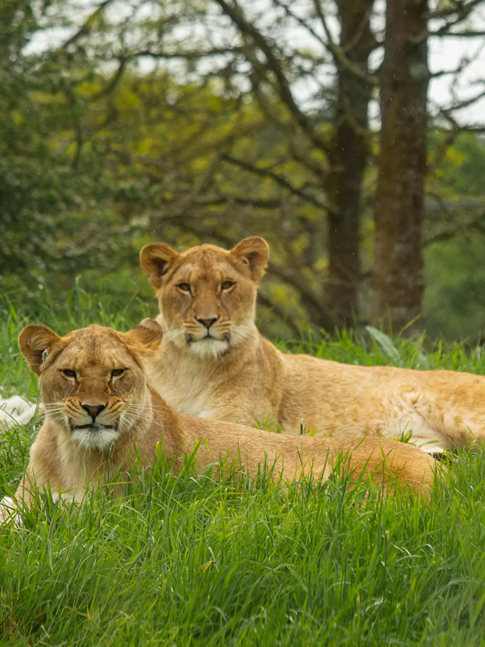 Lionesses Waka and Winta at Whipsnade Zoo