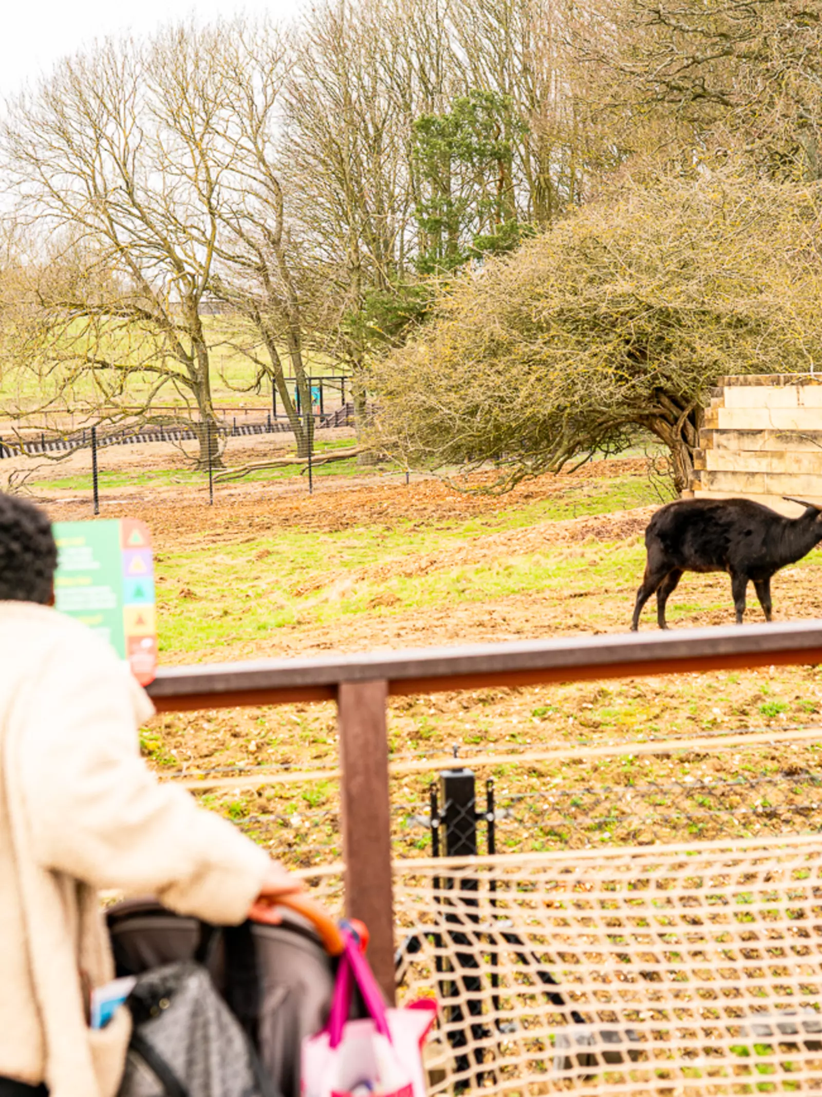 Anoa at Monkey Forest - family watching