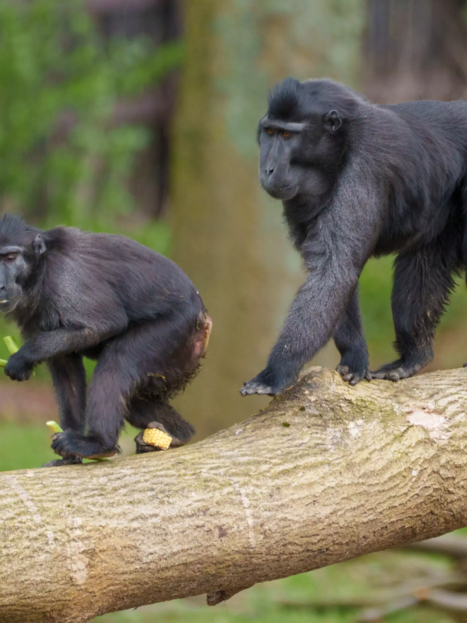 Sulawesi crested macaques at Monkey Forest