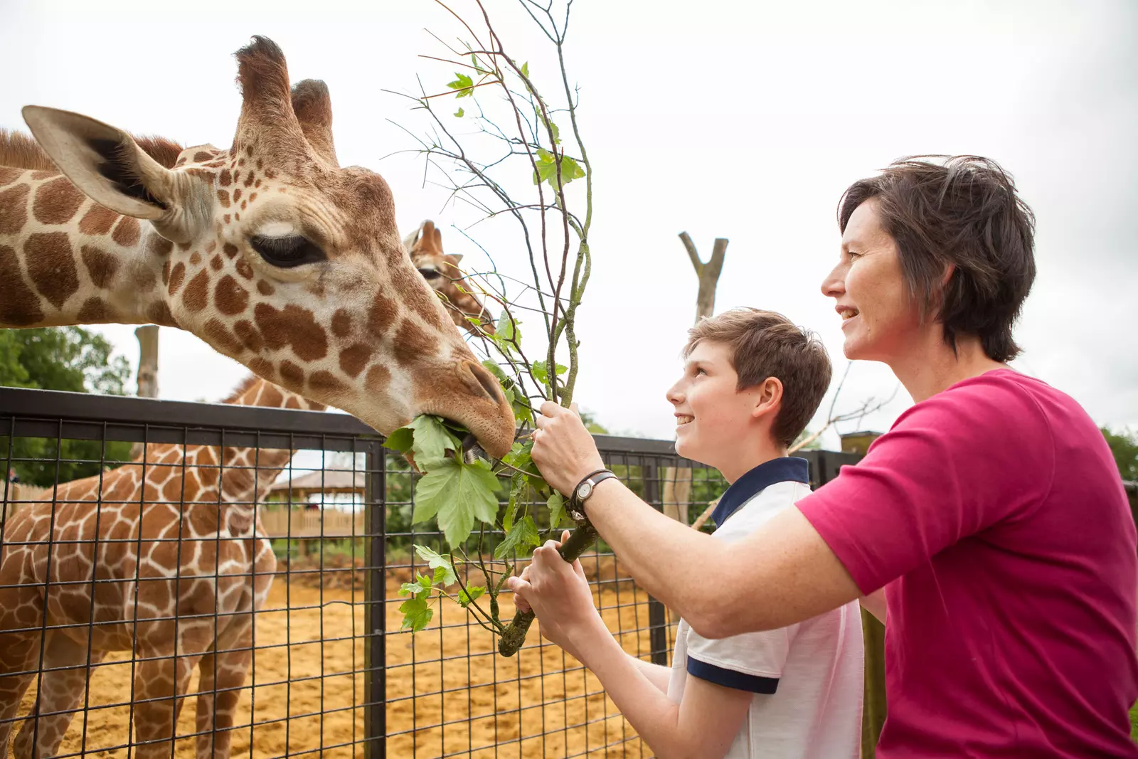 A woman and a boy feeding a giraffe as part of the Meet the Giraffes experience at Whipsnade Zoo 