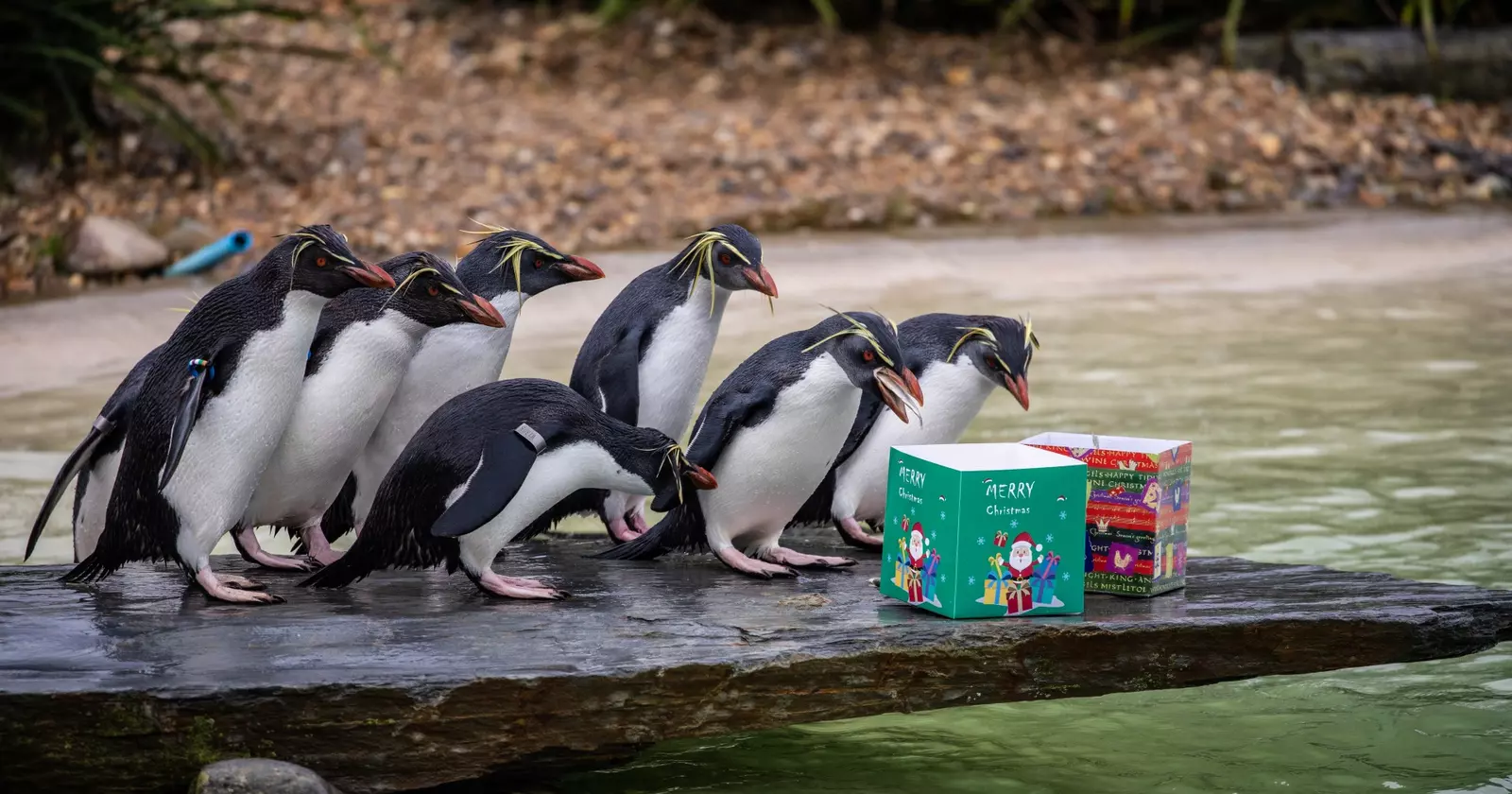 A group of rockhopper penguins investigate two Christmas boxes filled with fish