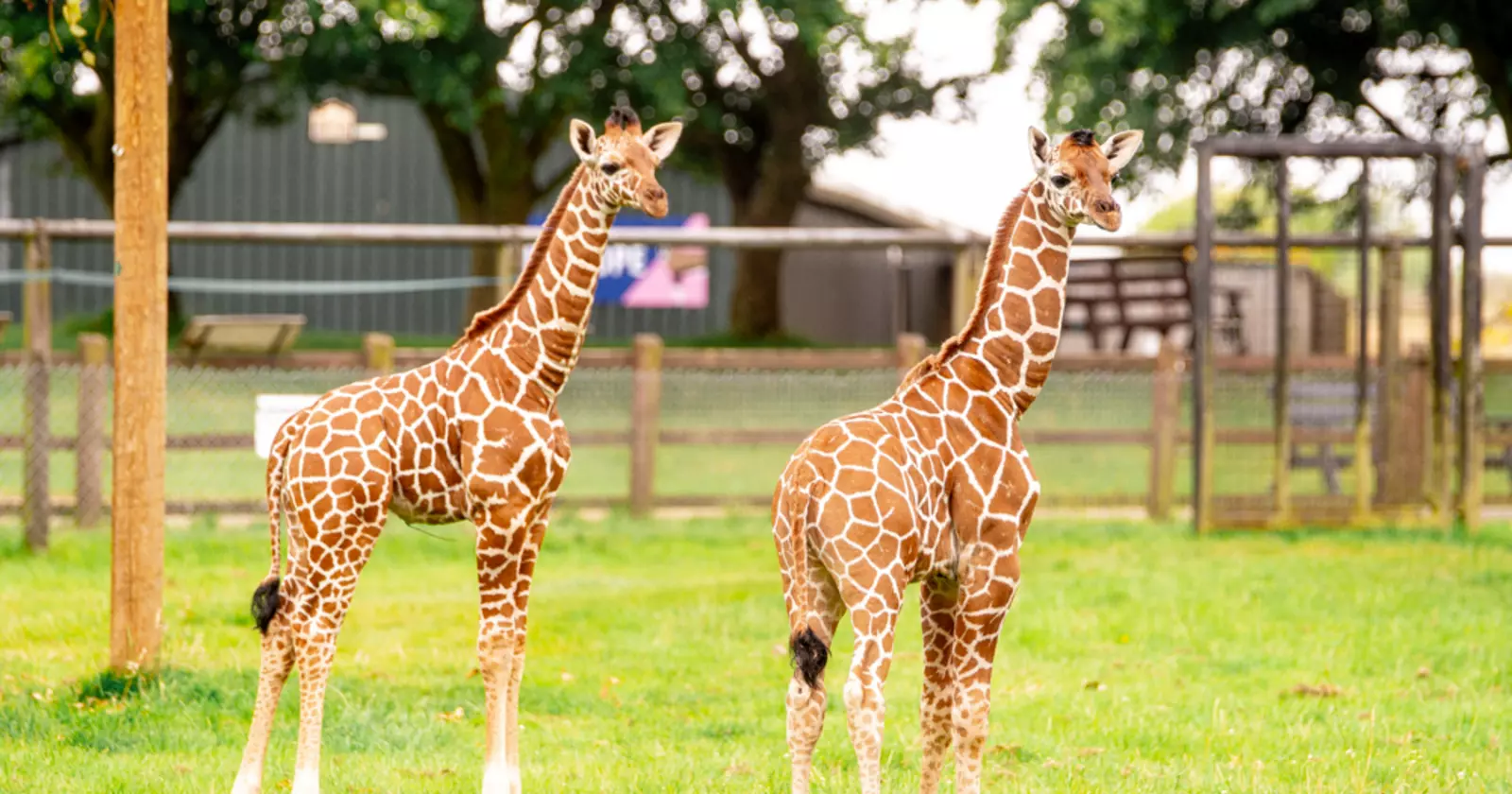giraffe calves whipsnade 2024