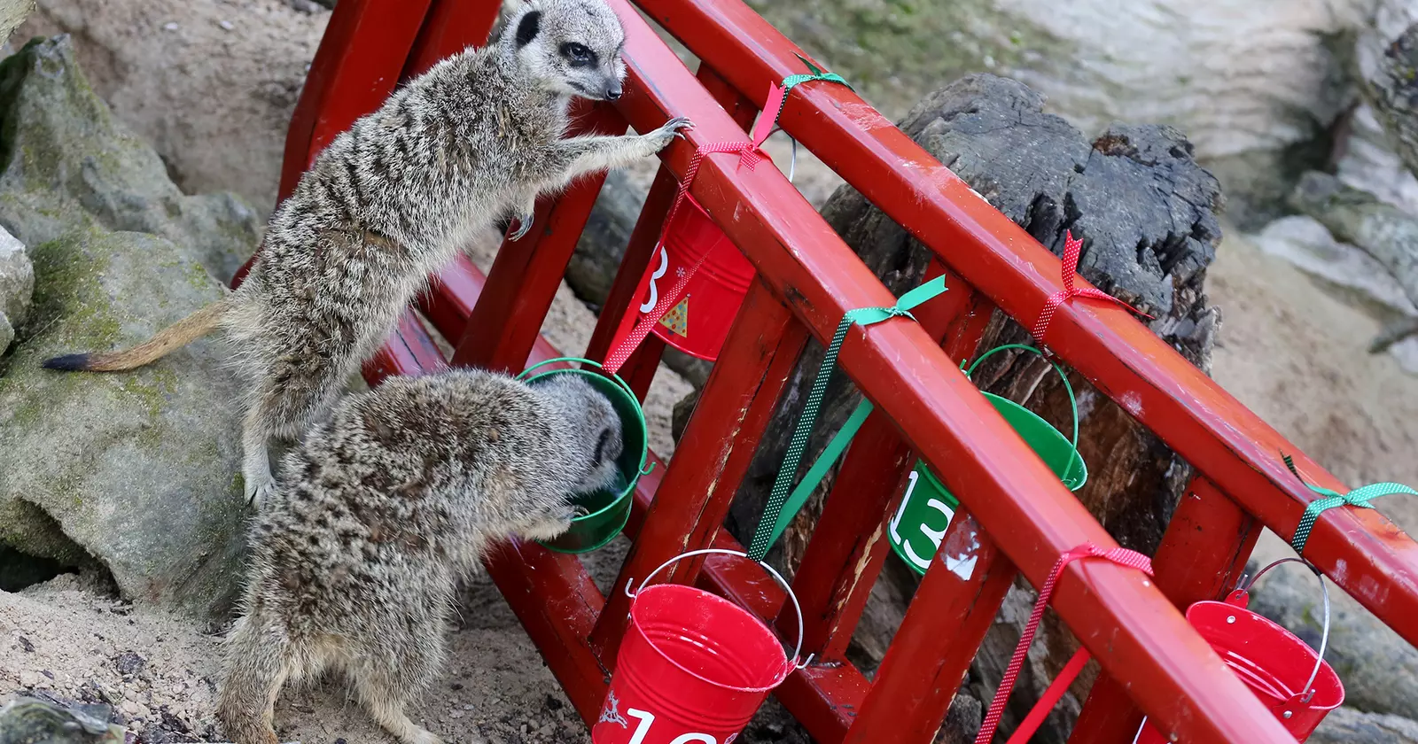 Meerkats at Whipsnade Zoo Christmas 