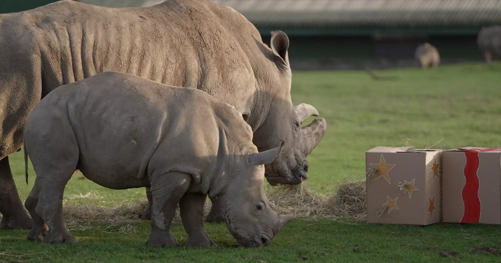 Rhinos enjoying a Christmas meal