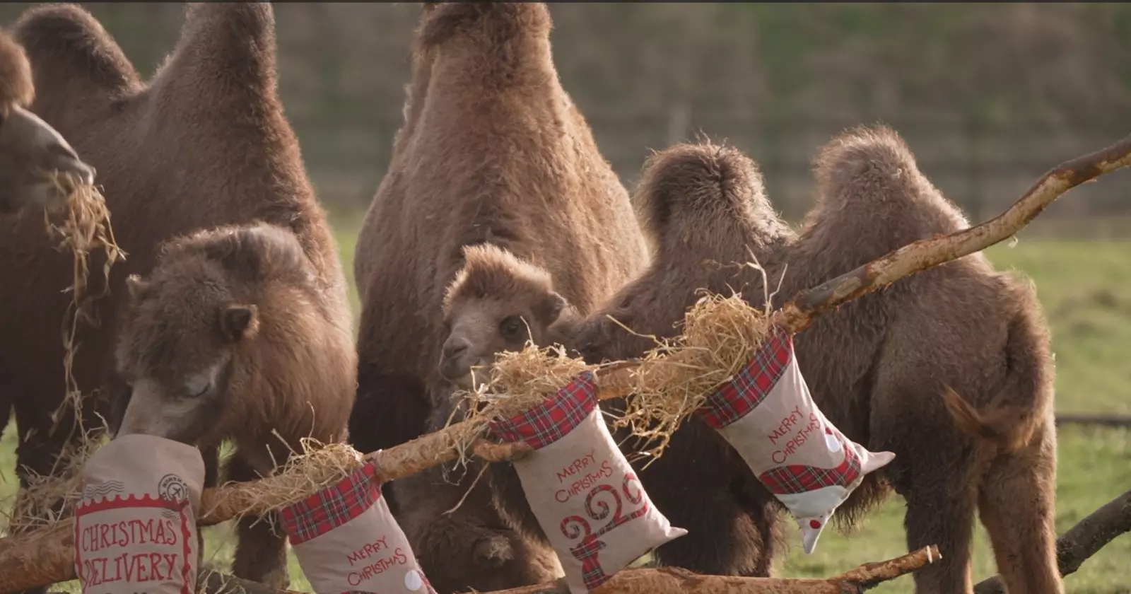 Camels enjoying a festive meal