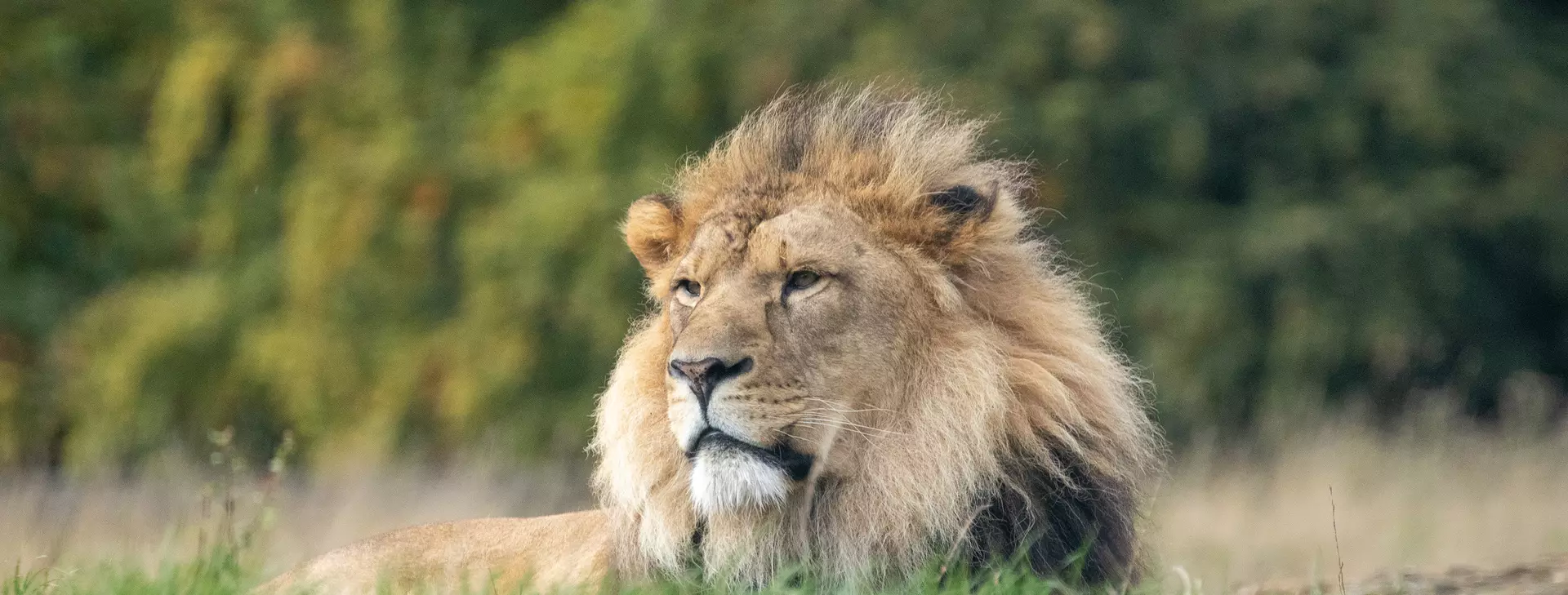 African lion | Whipsnade Zoo