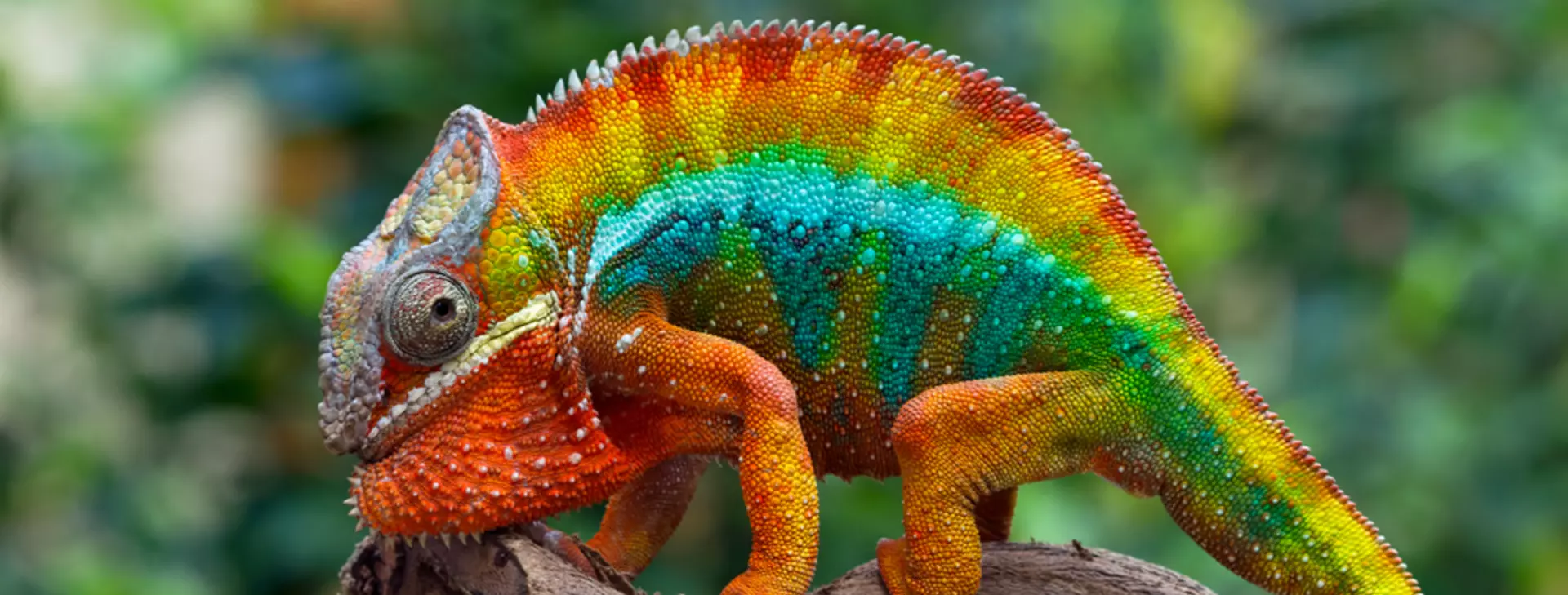 Chameleon, Description, Camouflage, & Facts