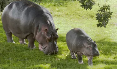 Hippo | Whipsnade Zoo