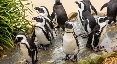 African penguins at Whipsnade Zoo
