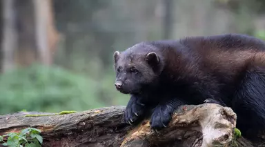 Puff the wolverine at Whipsnade Zoo